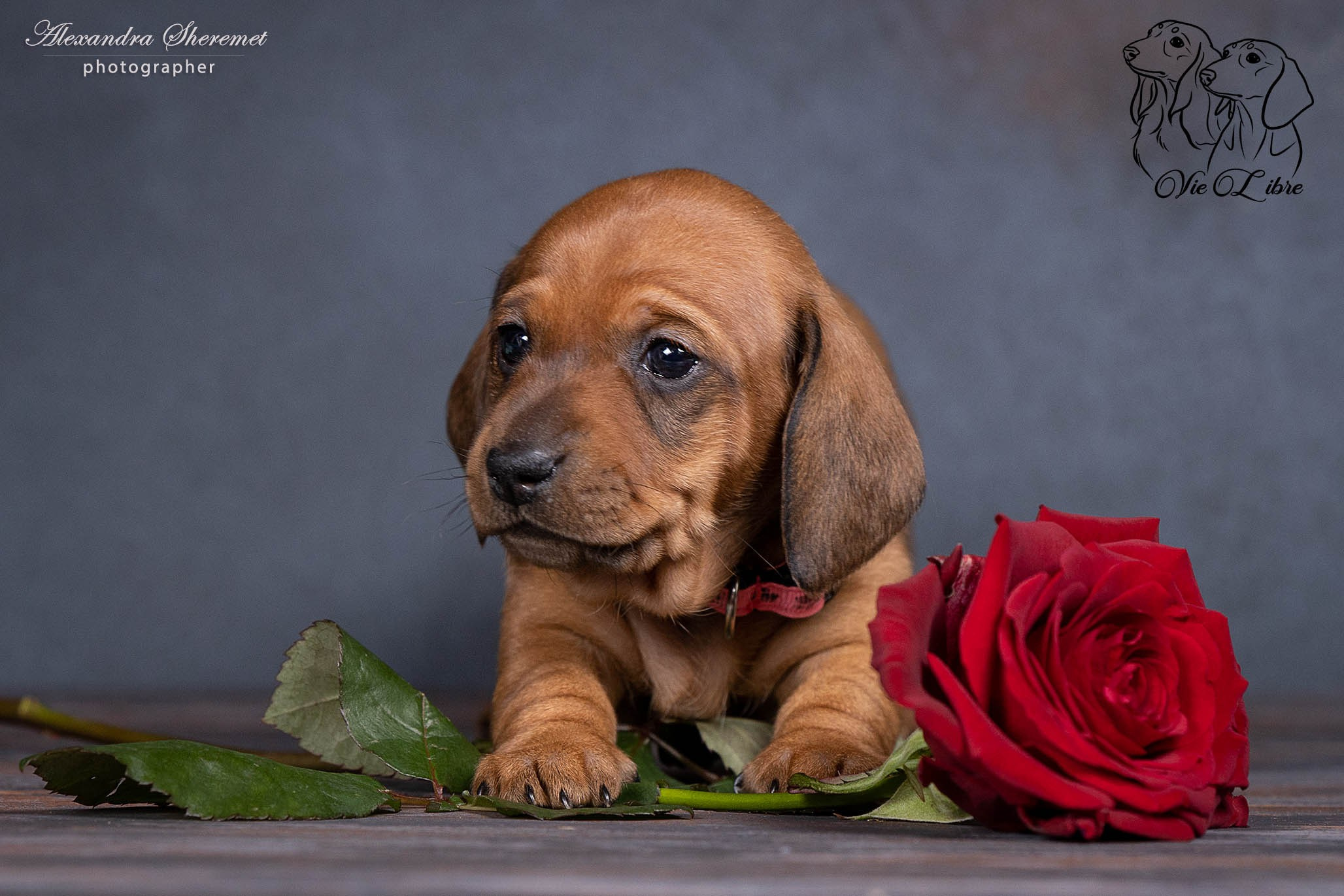 Щенки. Фотограф-анималист Александра Шеремет
