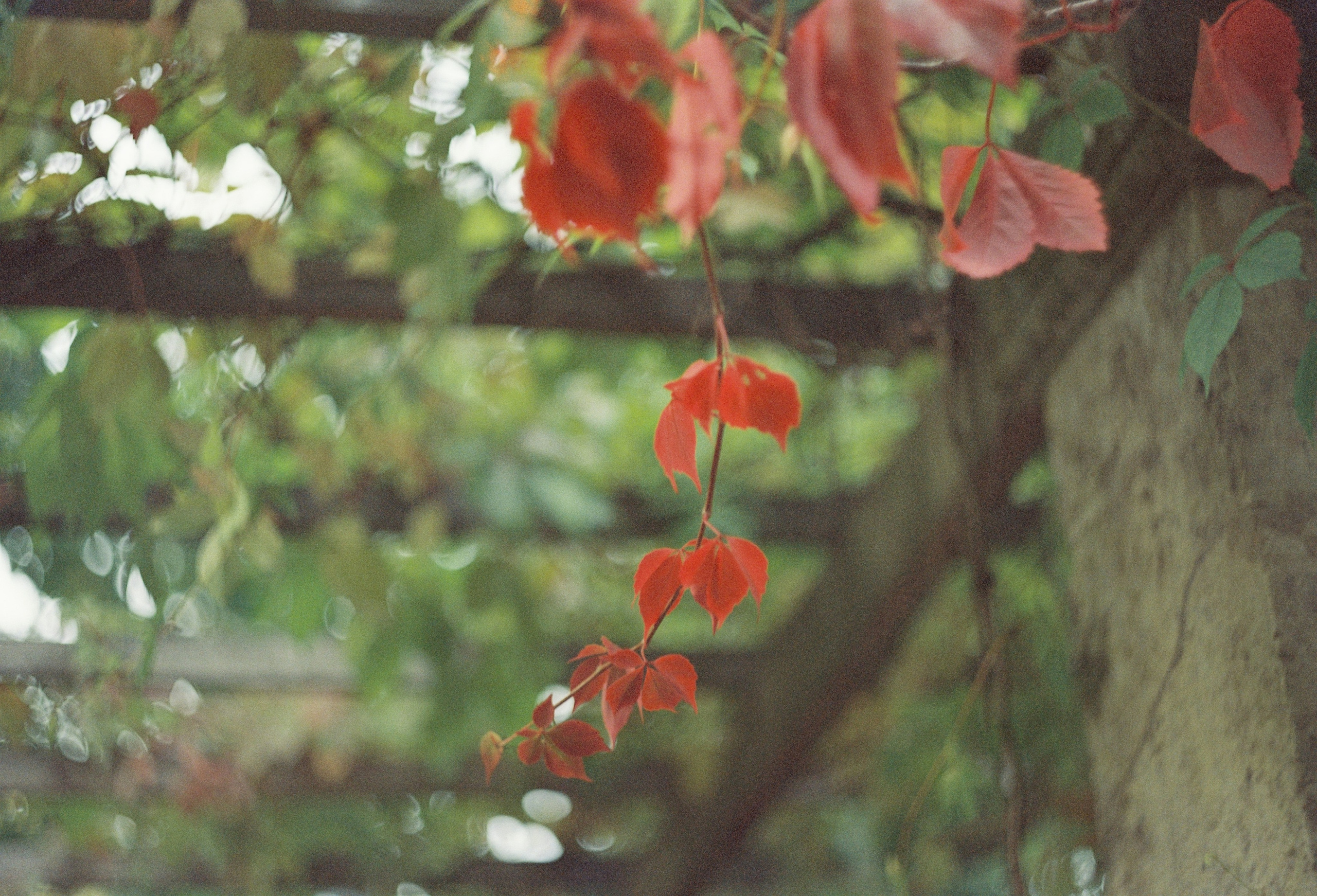 Съёмка на цветную фотопленку. Фотограф в Санкт-Петербурге и Москве Наталья Милли