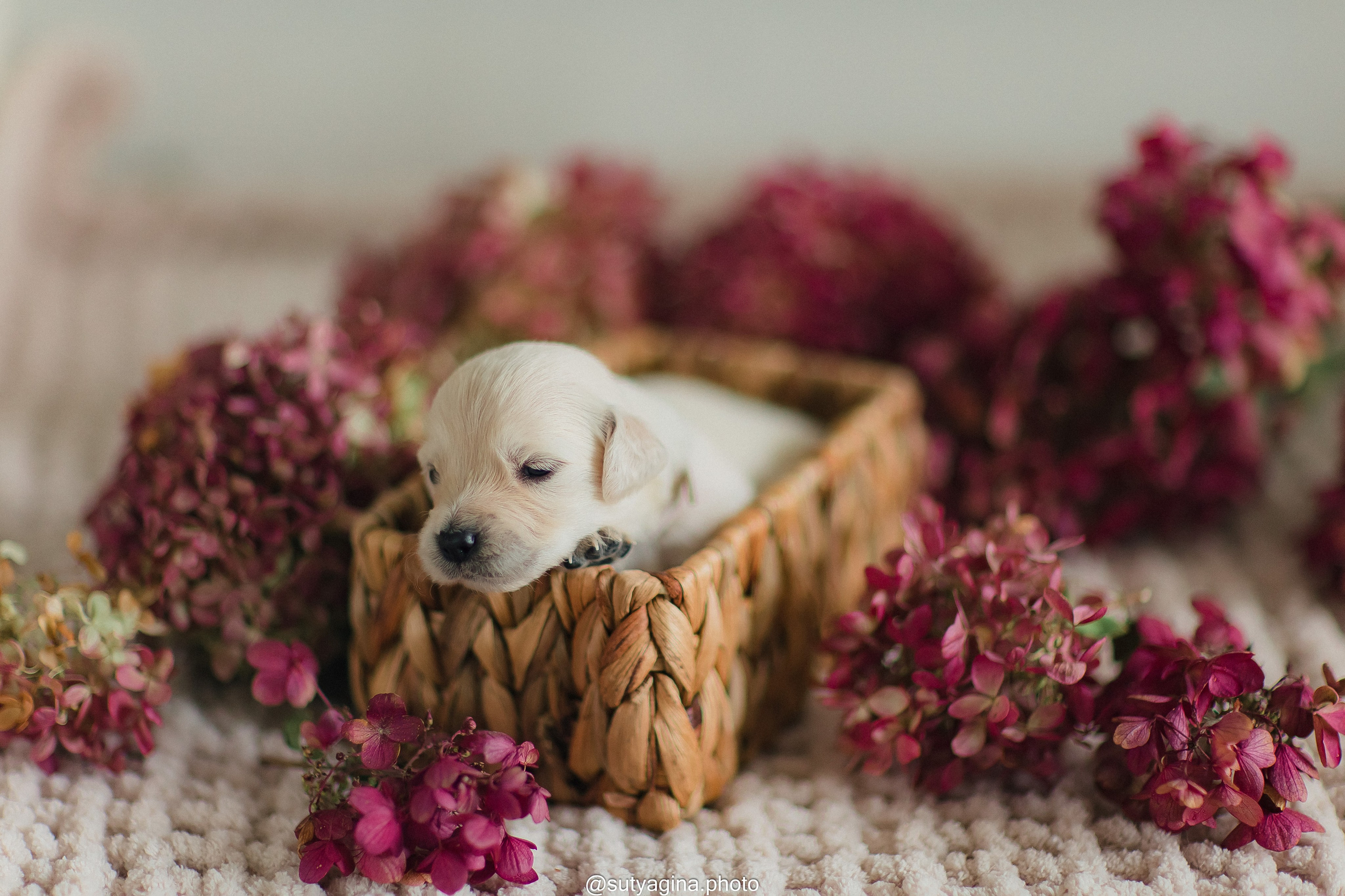Белая лента. Свадебный и женский фотограф