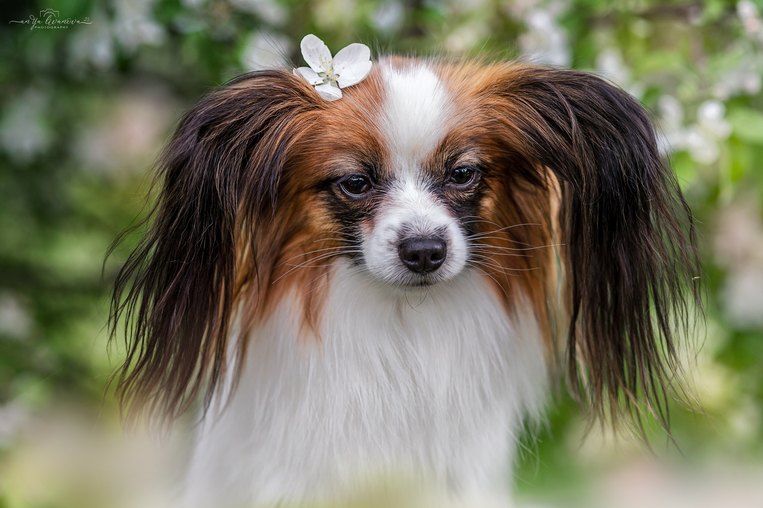 Яблони. Фотограф анималист Аня Ливанова | Рыбинск