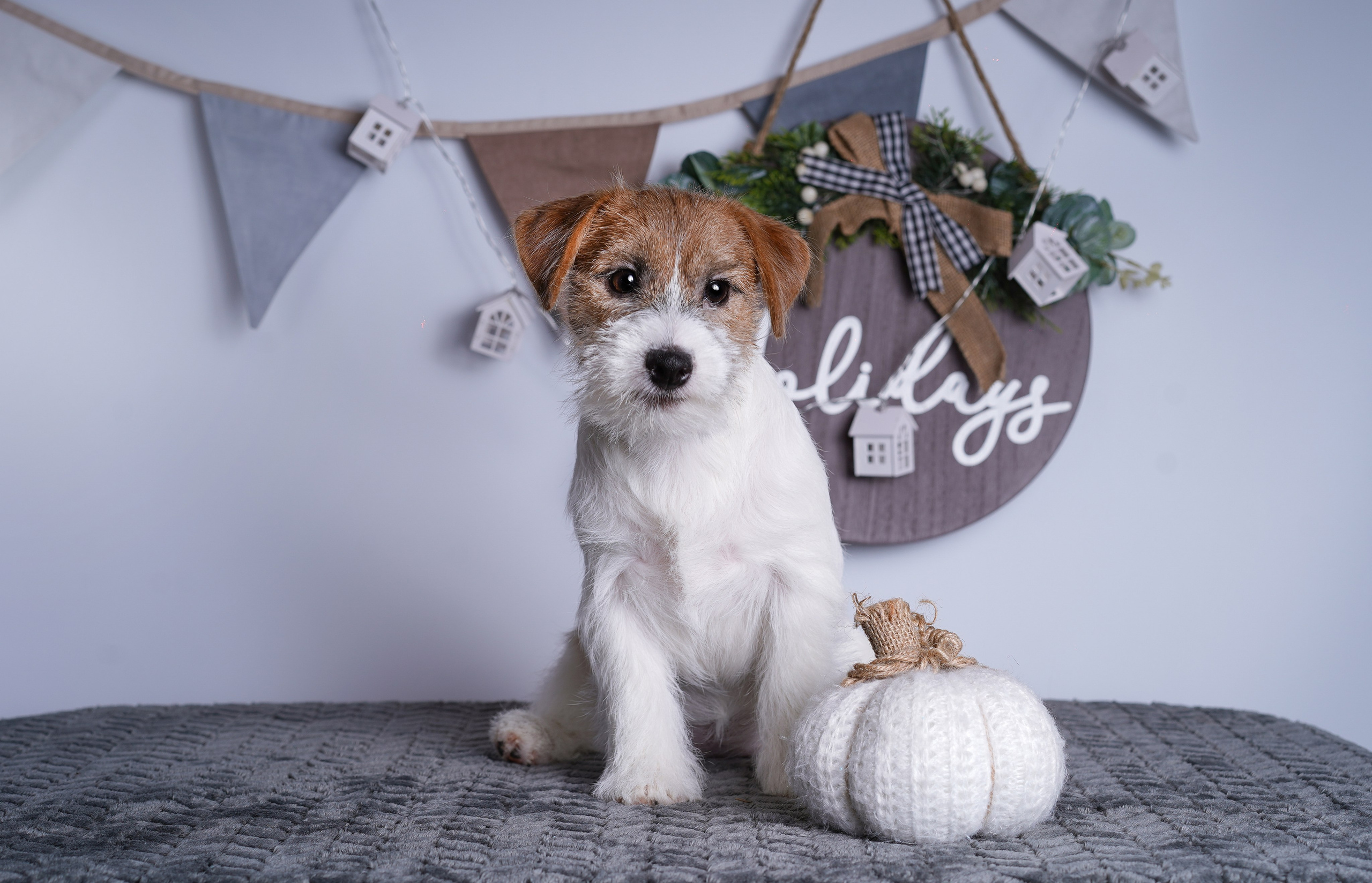Щенки дрт. Фотограф-анималист в Санкт-Петербурге Яна Мартынова