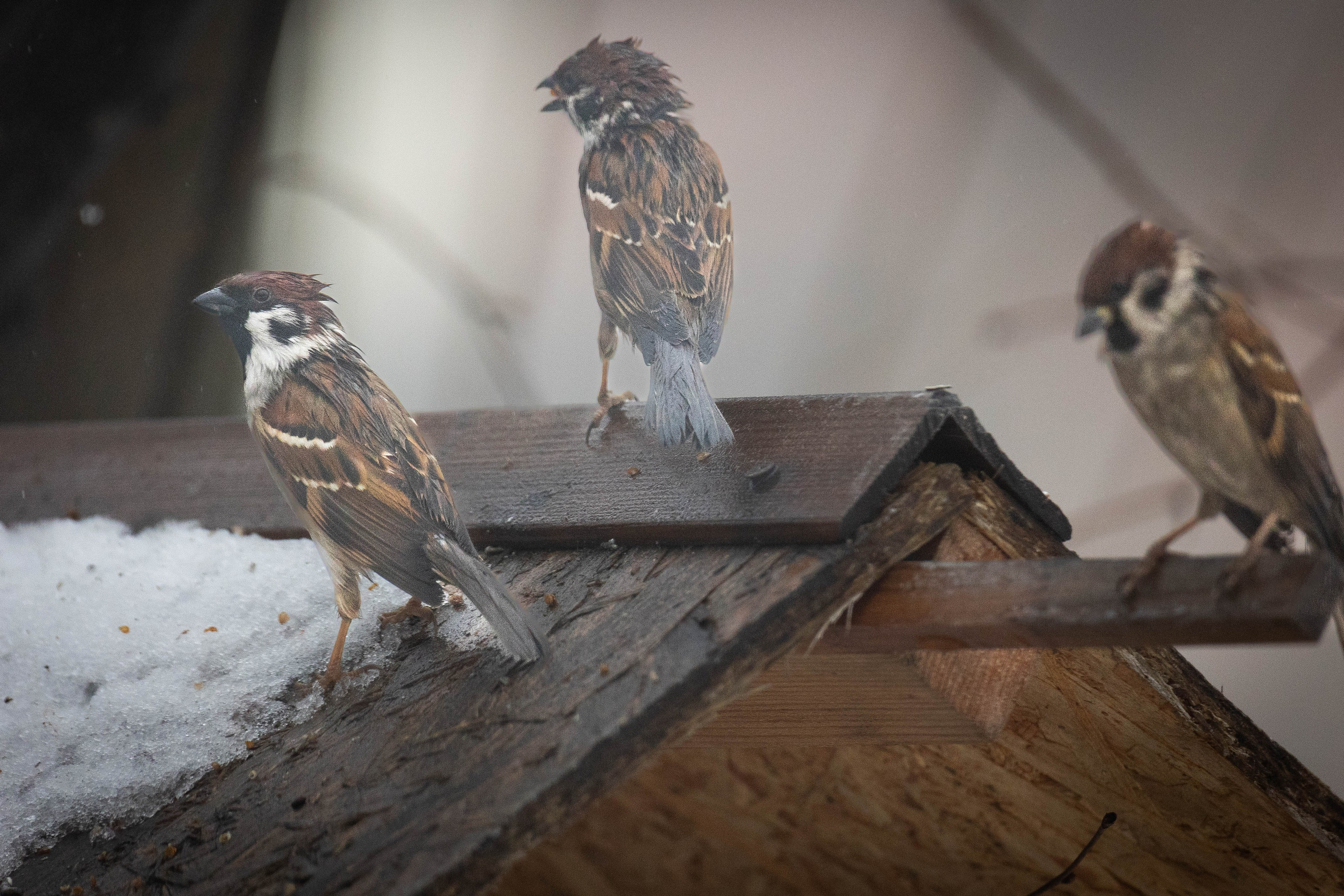 Дикий животный мир. Фотограф-АниМалист Анна Абрамова