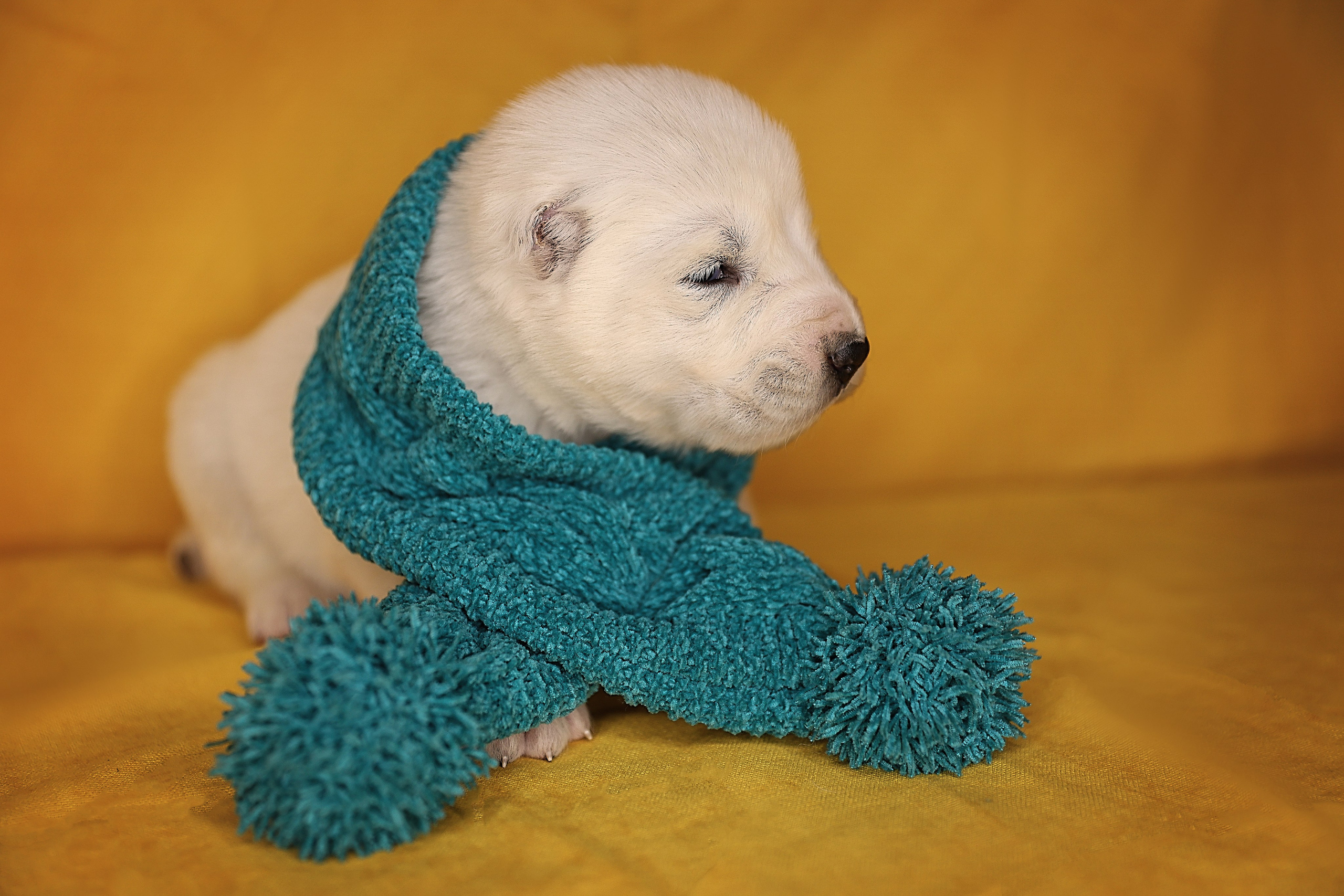 В СТУДИИ. Фотограф-АниМалист Анна Абрамова