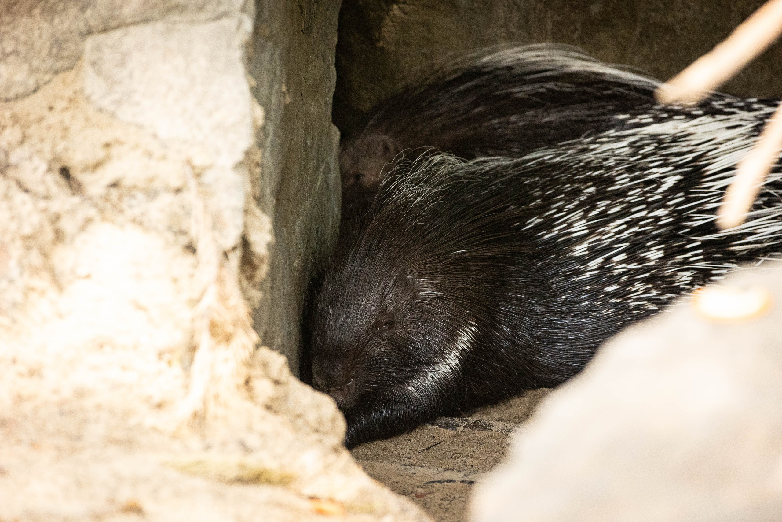 Зоопарк Малинки. Фотограф-АниМалист Анна Абрамова