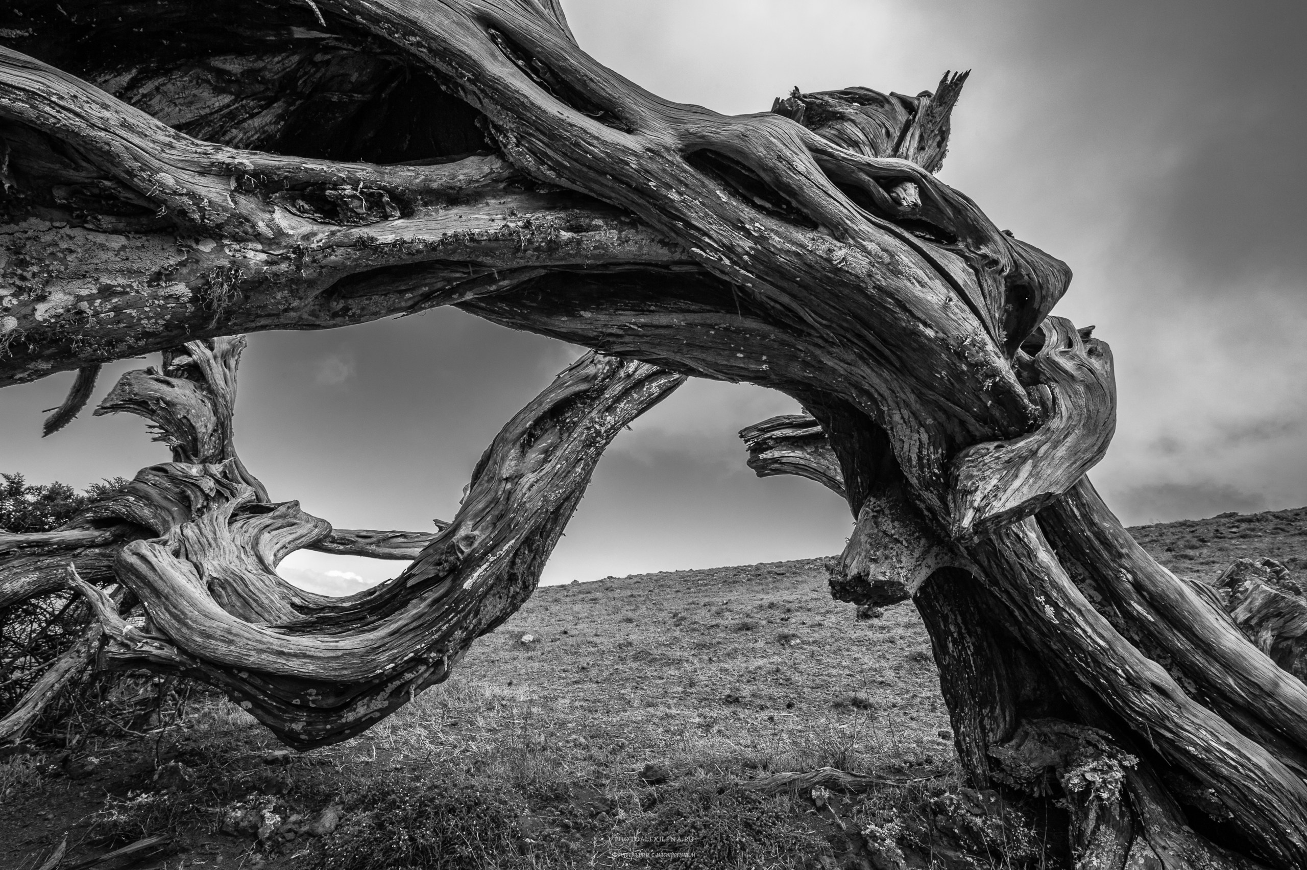 Всем ветрам назло. Авторские стильные фотокартины