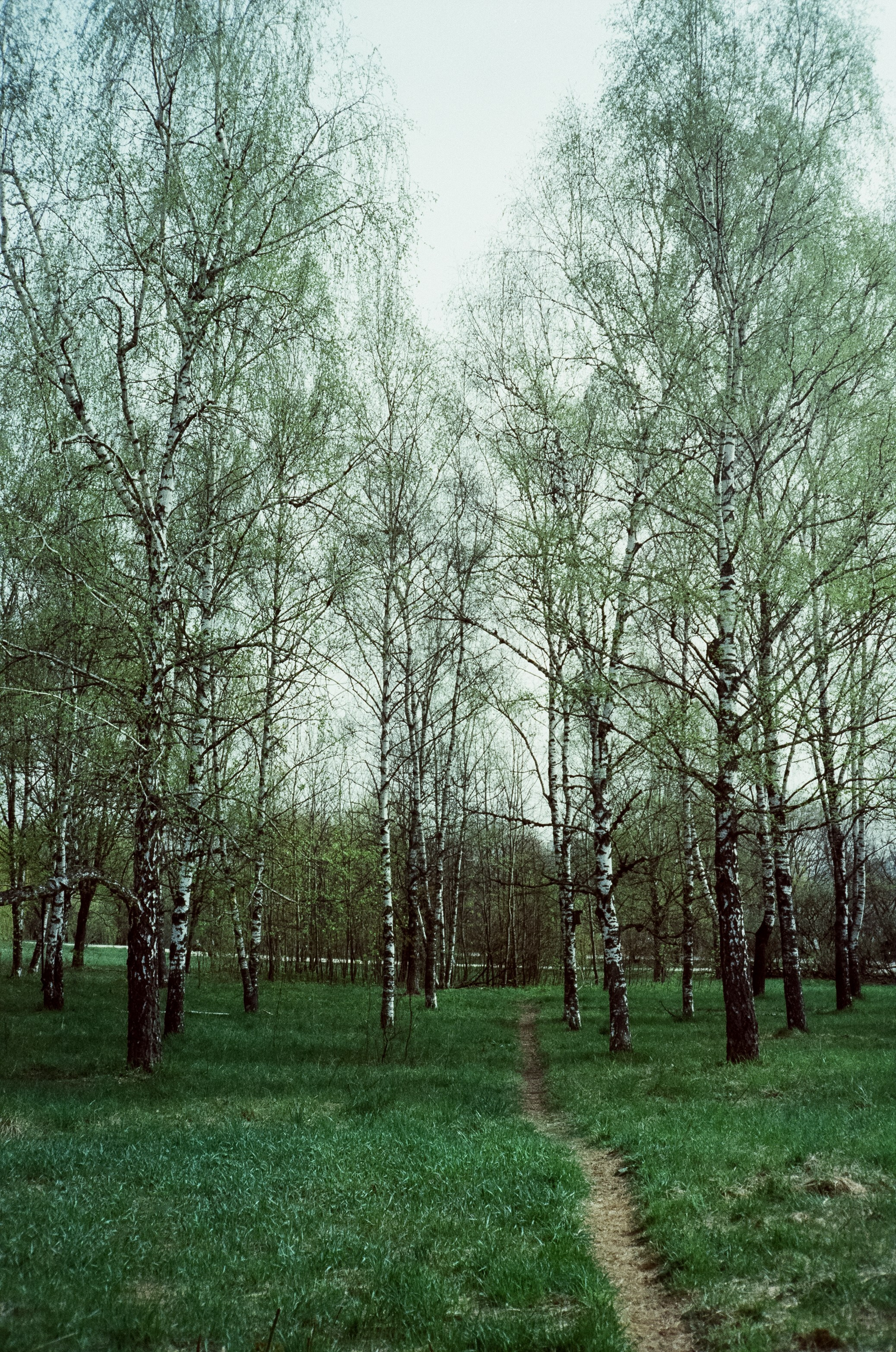 Ricoh 500GS / SFL 200T / Строгино тестовая пленка апрель 2024 г