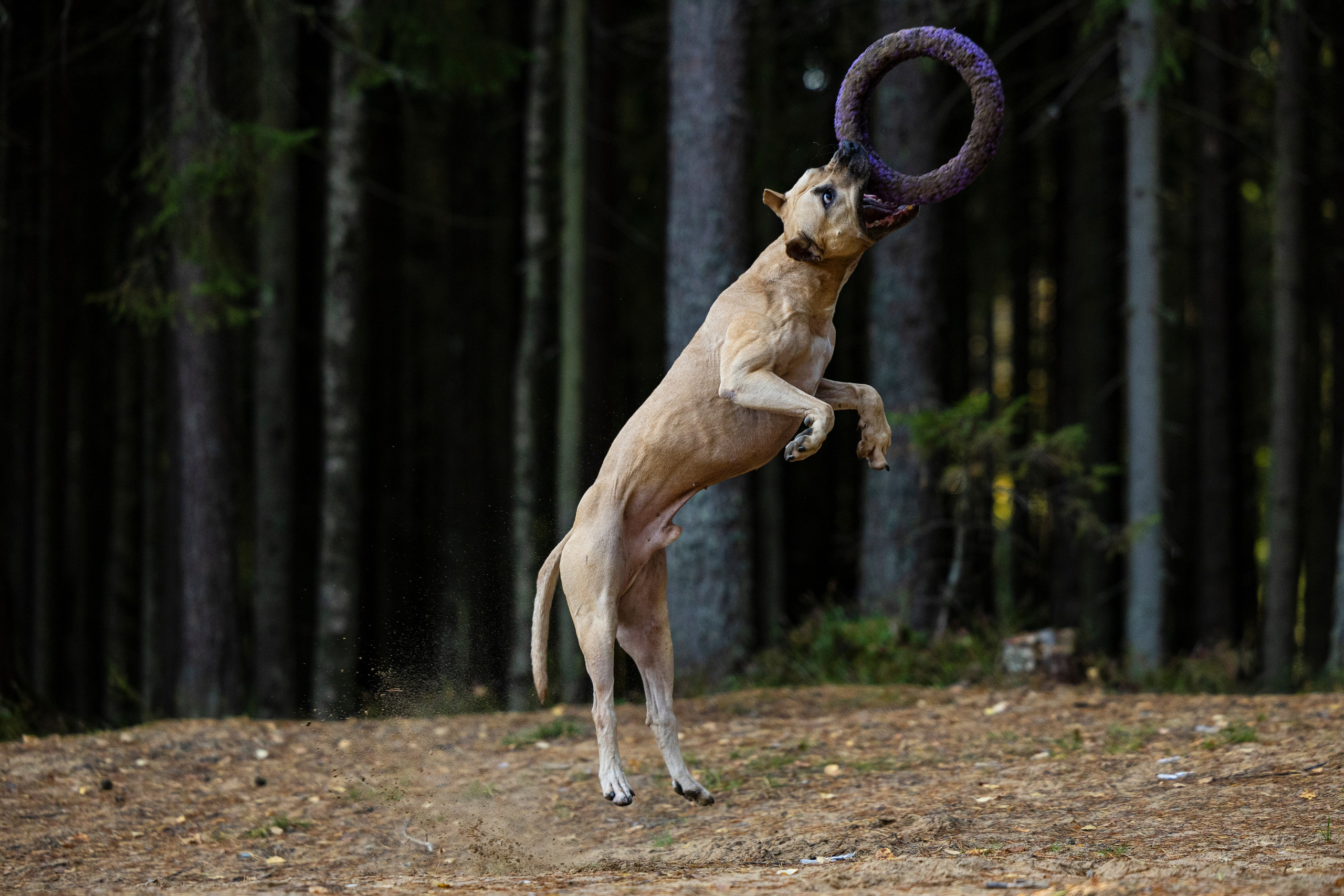 Фобос. Фотограф-анималист Анна Маринич