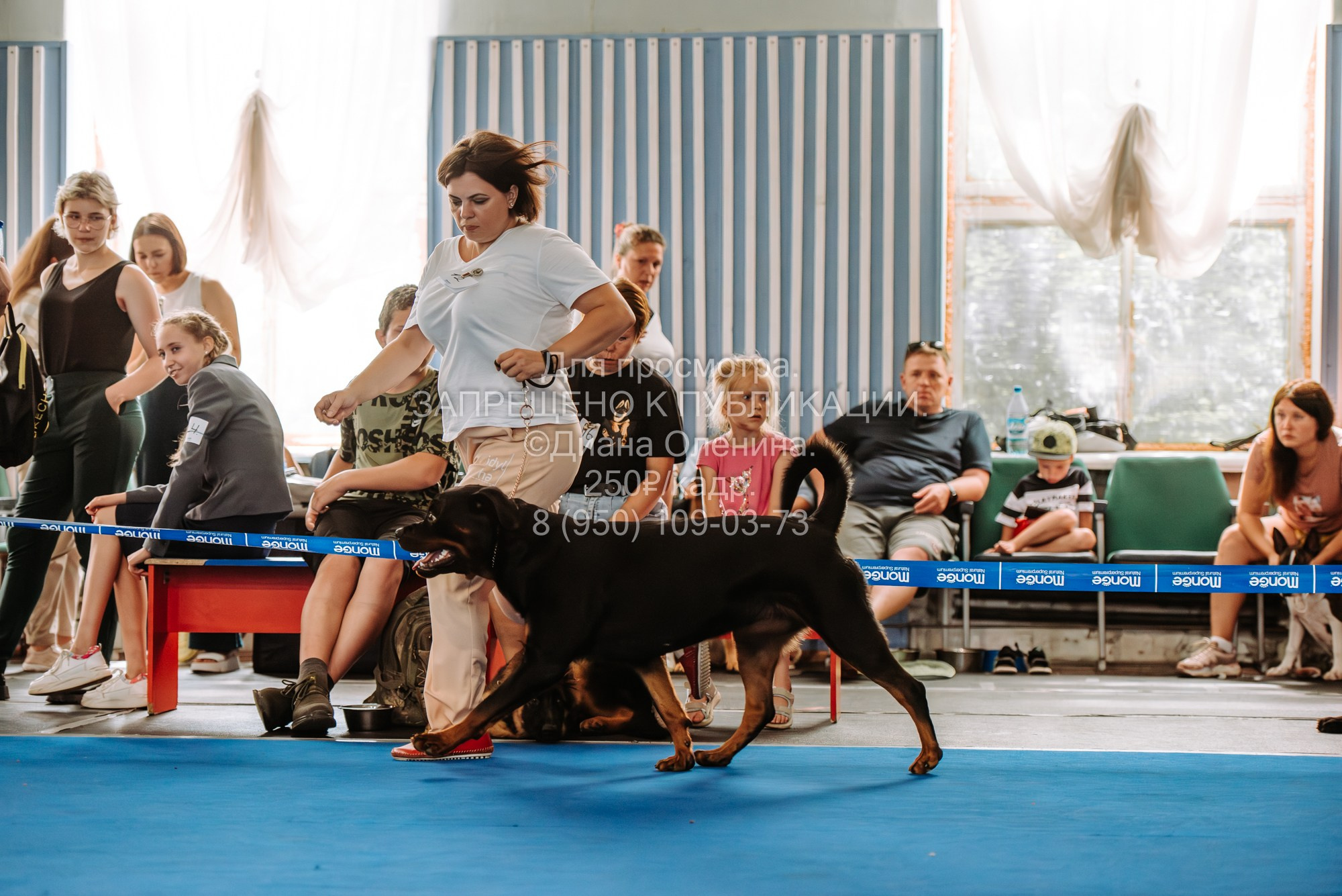 Национальная выставка собак всех пород ранга САС-IKU «Кубок Красноярск. Фотограф Диана Оленина Красноярск / Братск