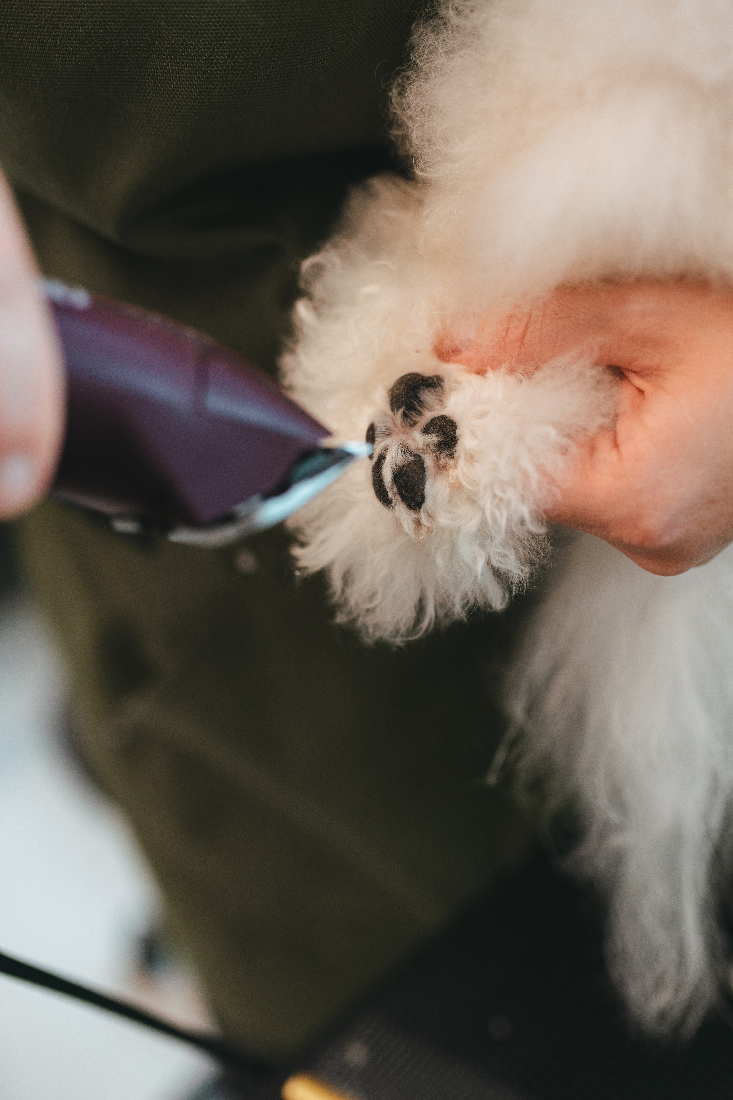 Груминг — салон. Фотограф анималист Осипчикова Мария