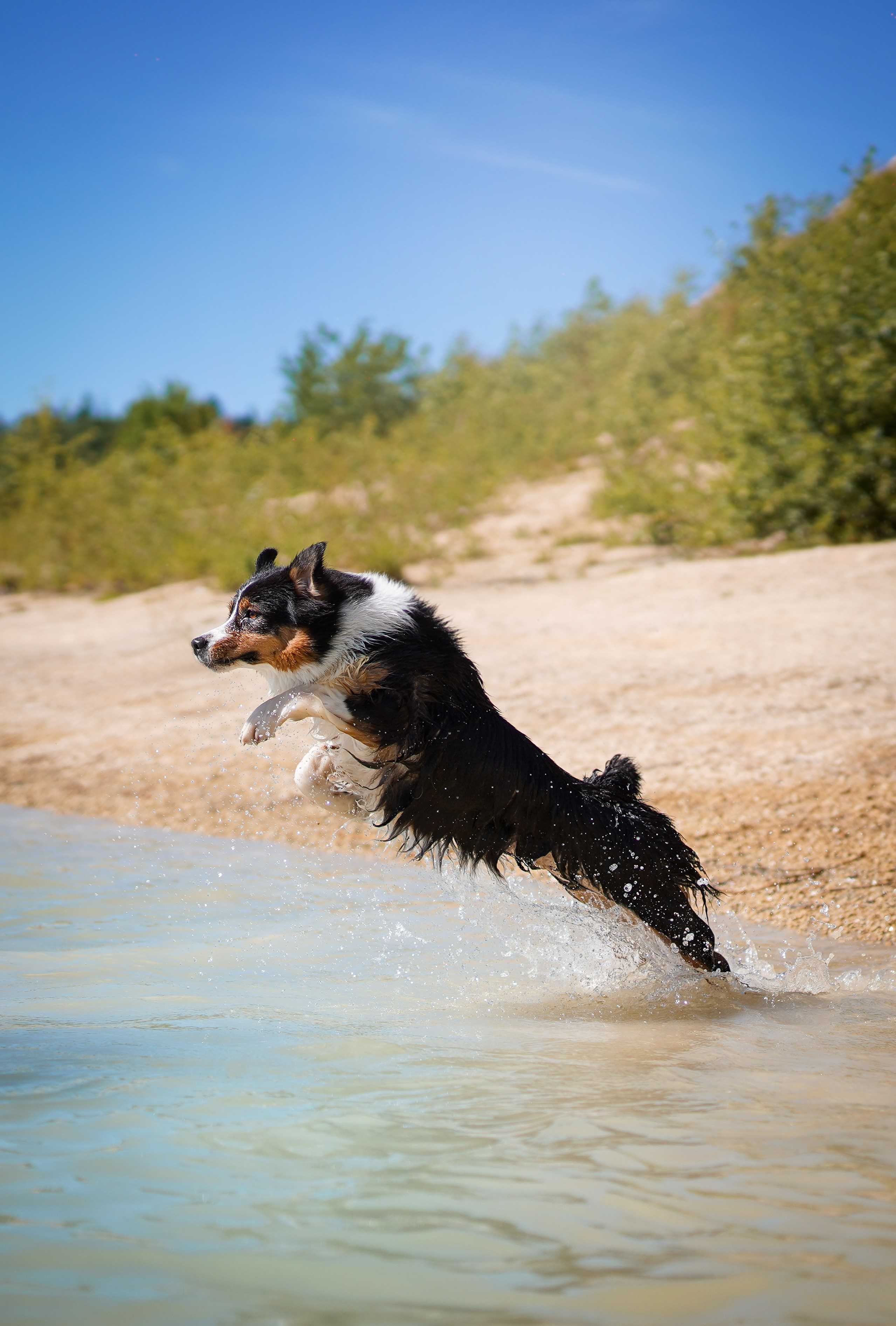 Аусси на карьерах. Фотограф-анималист в Санкт-Петербурге Яна Мартынова