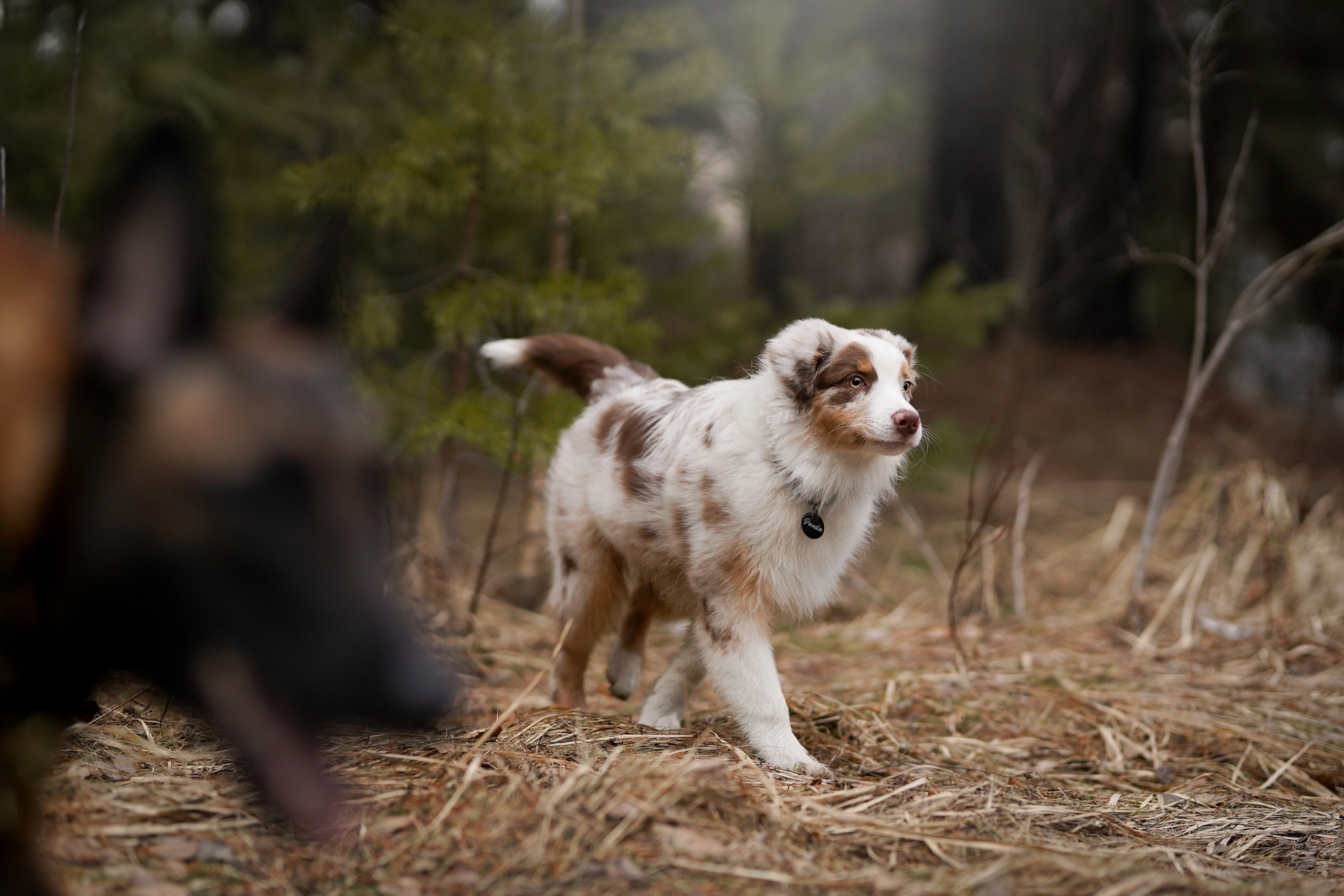 Панда и Эста. Фотограф-анималист в Санкт-Петербурге Яна Мартынова