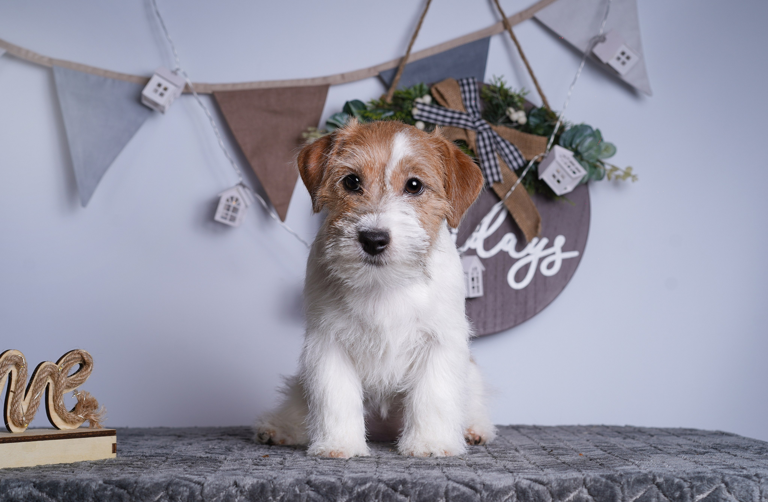 Щенки дрт. Фотограф-анималист в Санкт-Петербурге Яна Мартынова