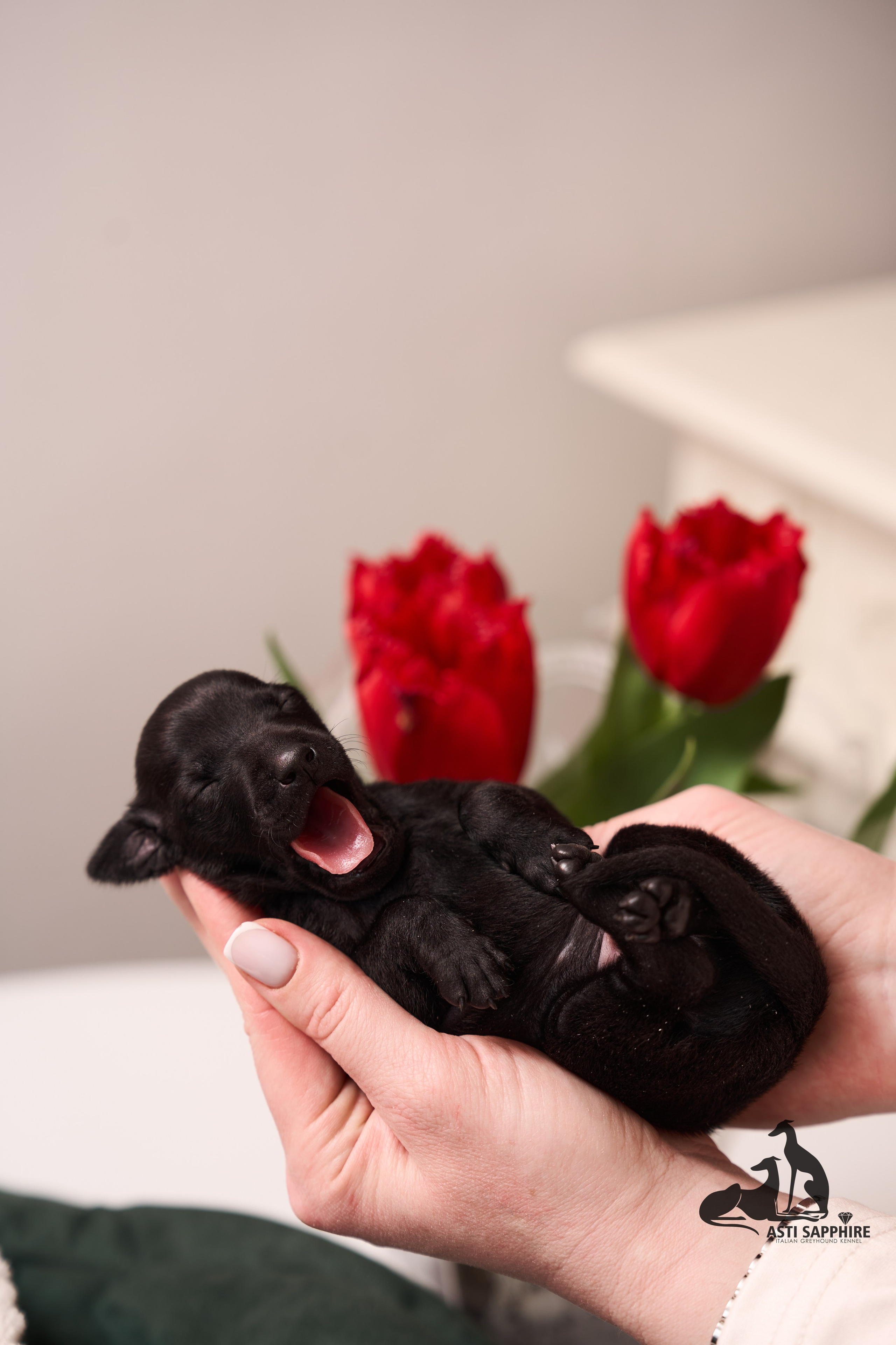 щенок Левретки фото 