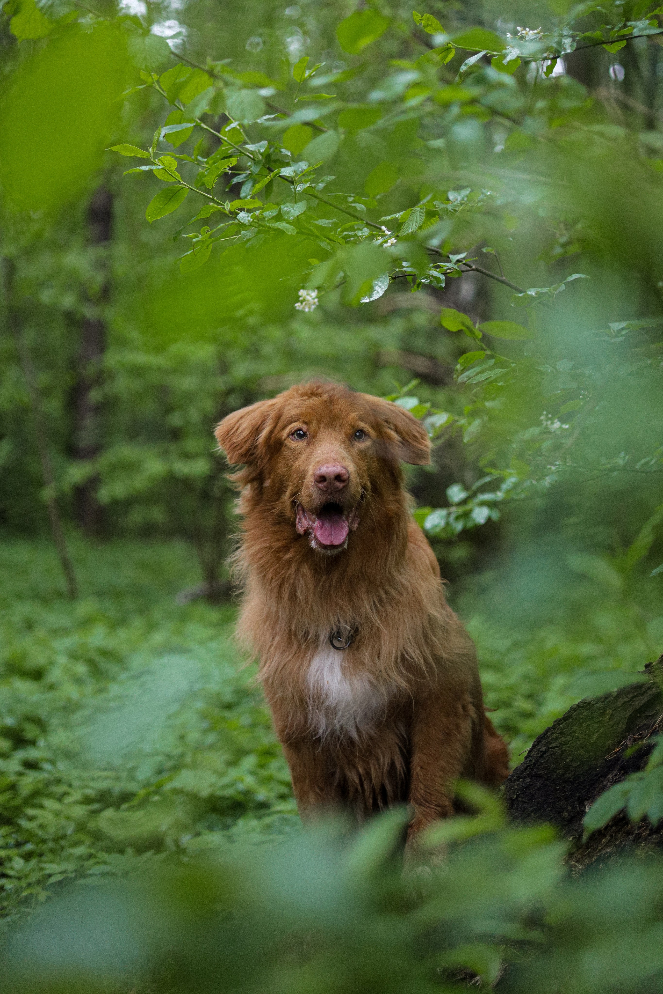 Брейн, Вилли, Винни, Гамми и Наталья. Фотограф-анималист Ксения Шевцова|Москва