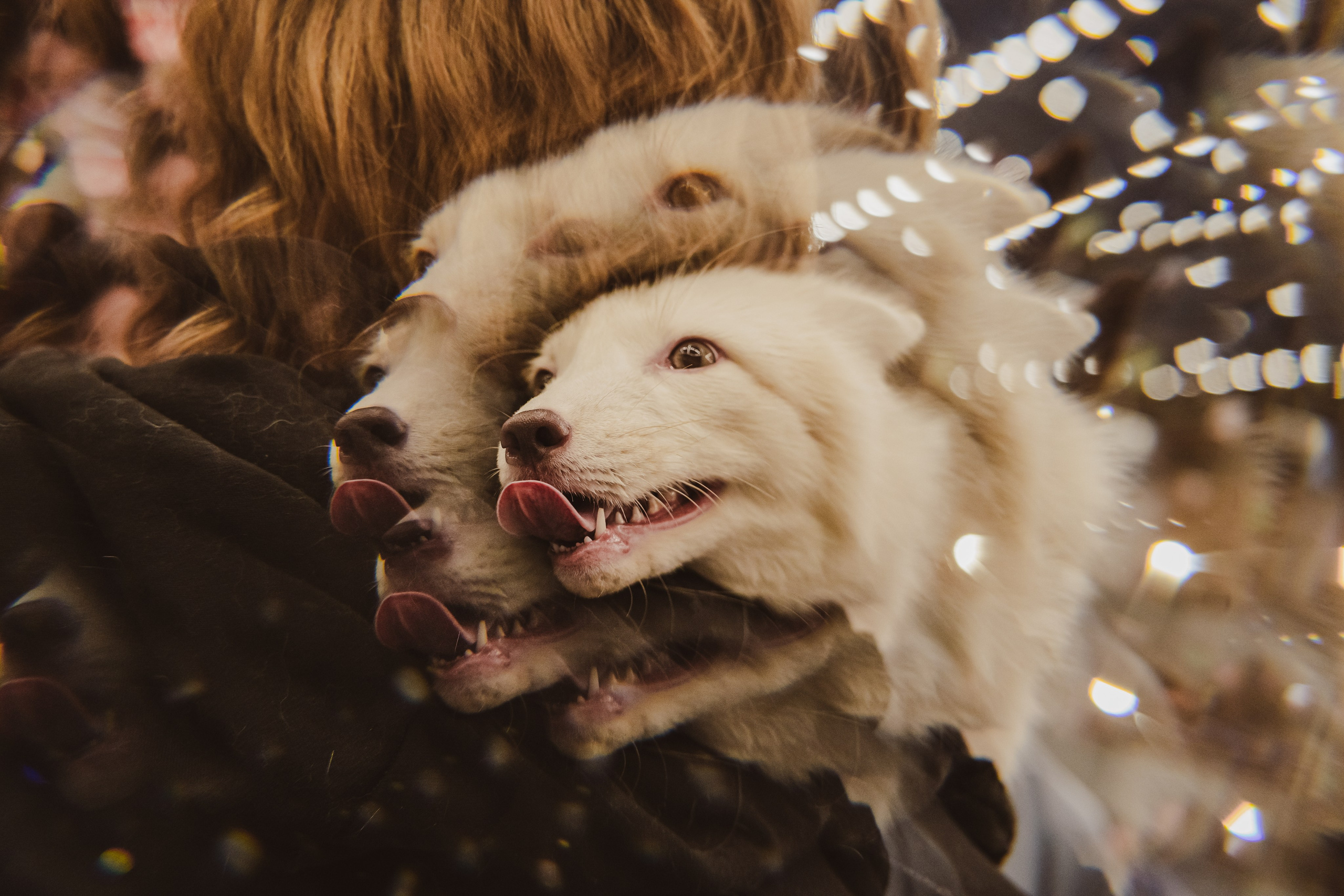 Fox Family fest. Репортажный фотограф Анастасия Рубцова