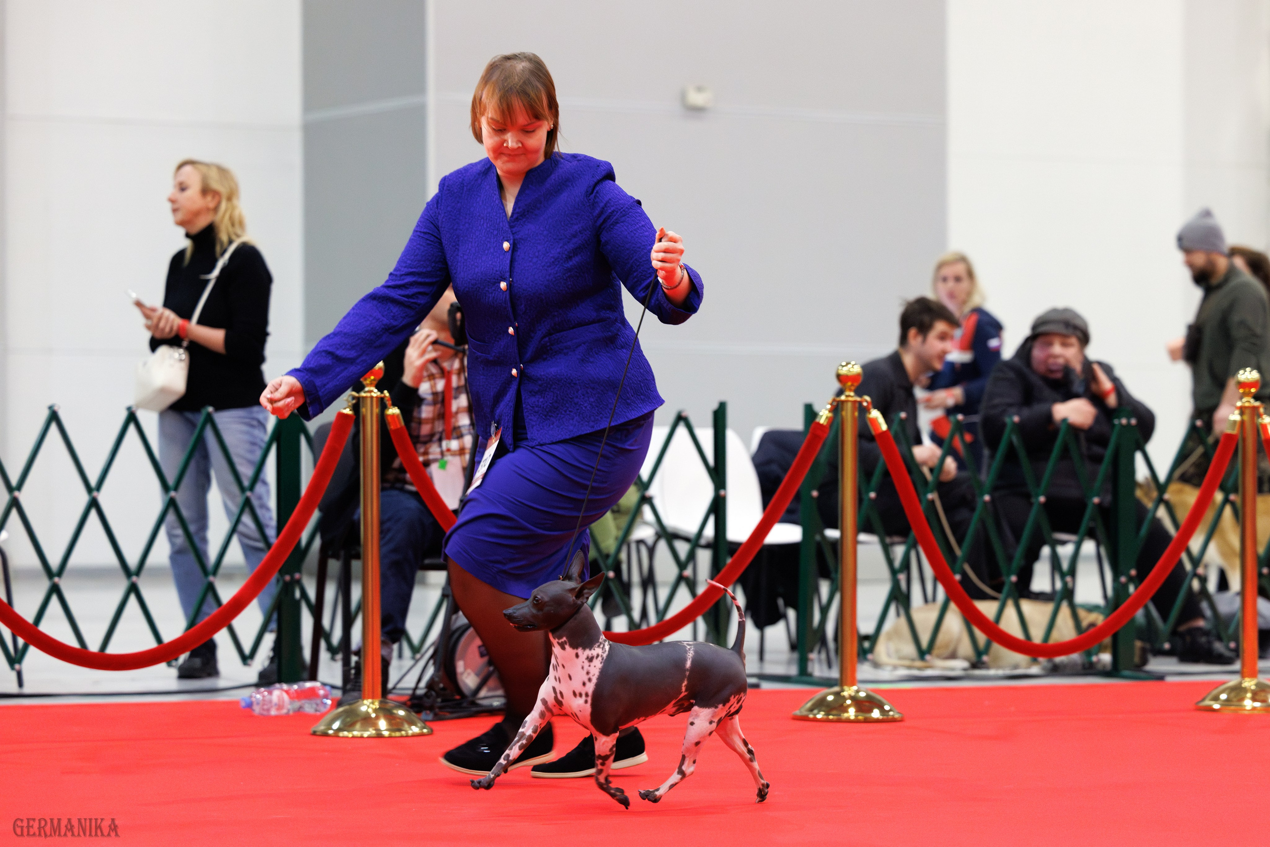 Лучшие Собаки России 17-18.02.2024. Фотограф-анималист Юлия Германика