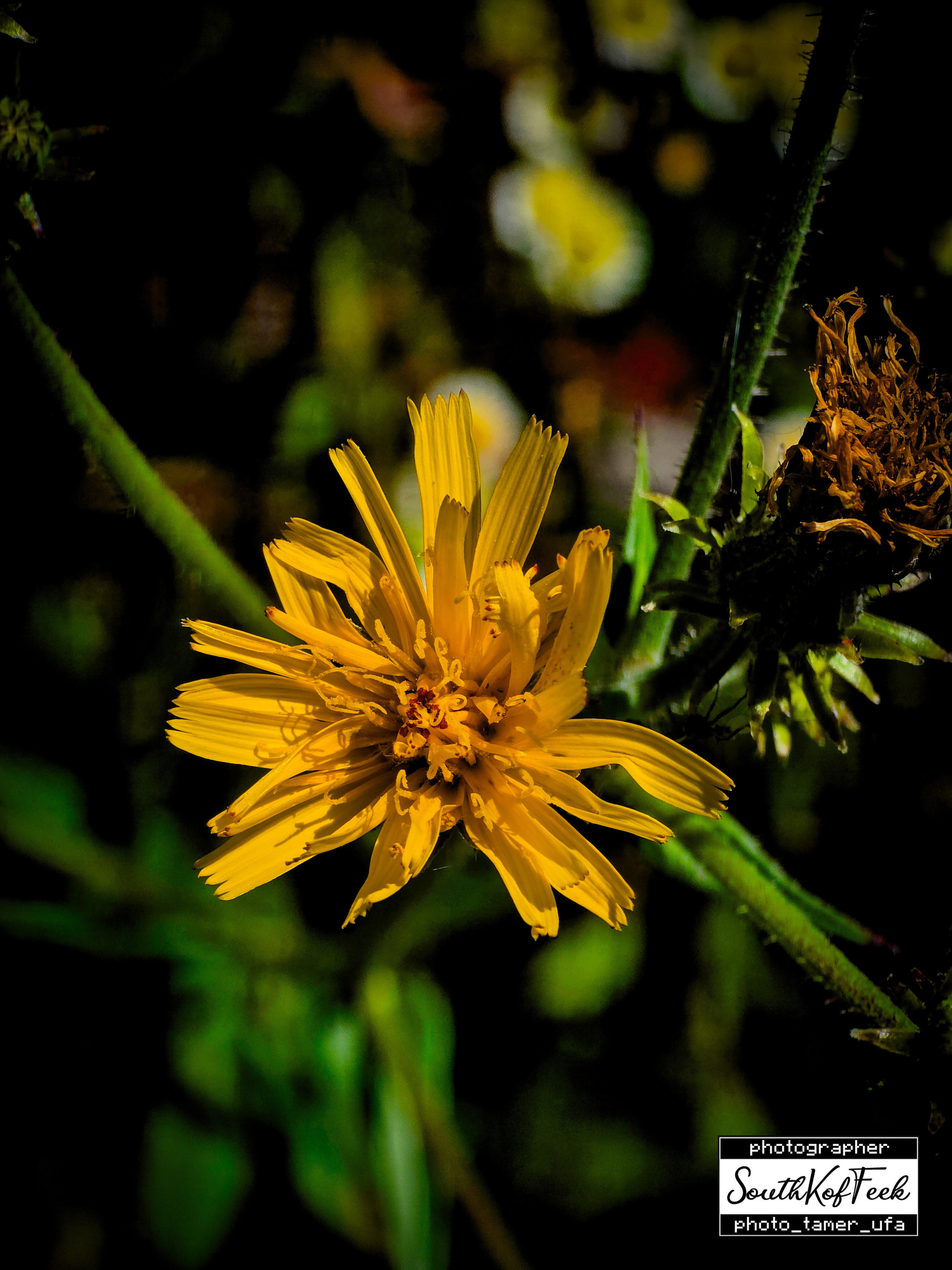 Цветы?. Photo Tamer Ufa