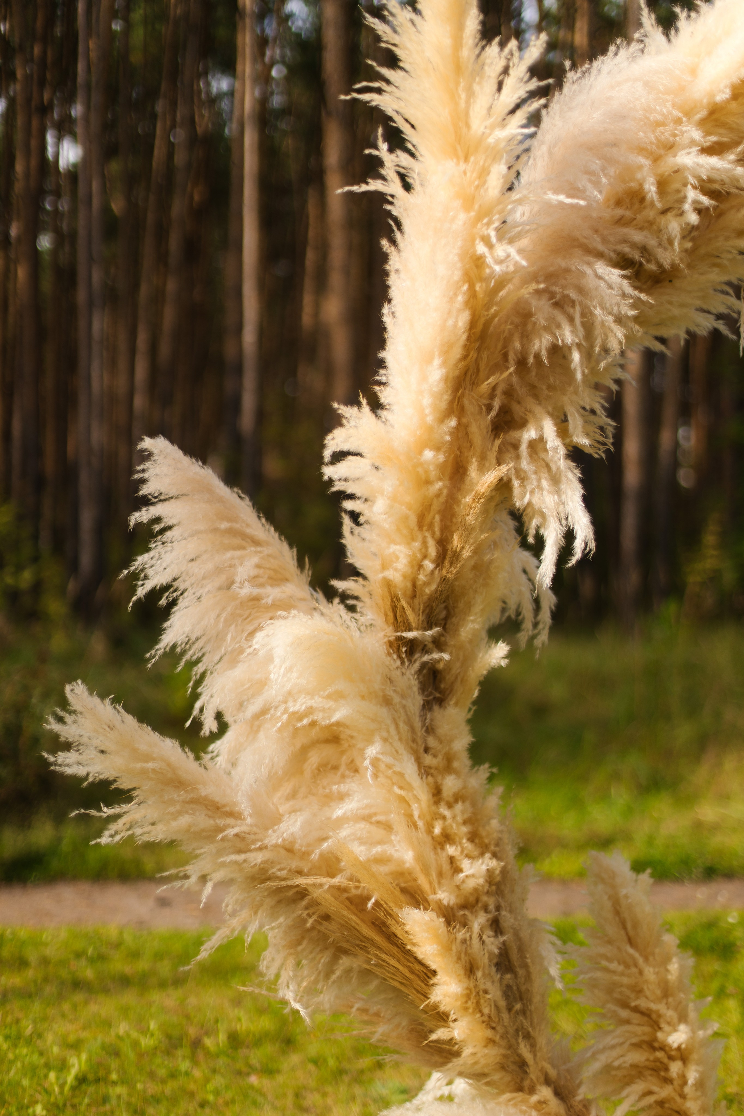 Павел и Ольга 06.09.25. Индивидуальный, семейный и свадебный фотограф