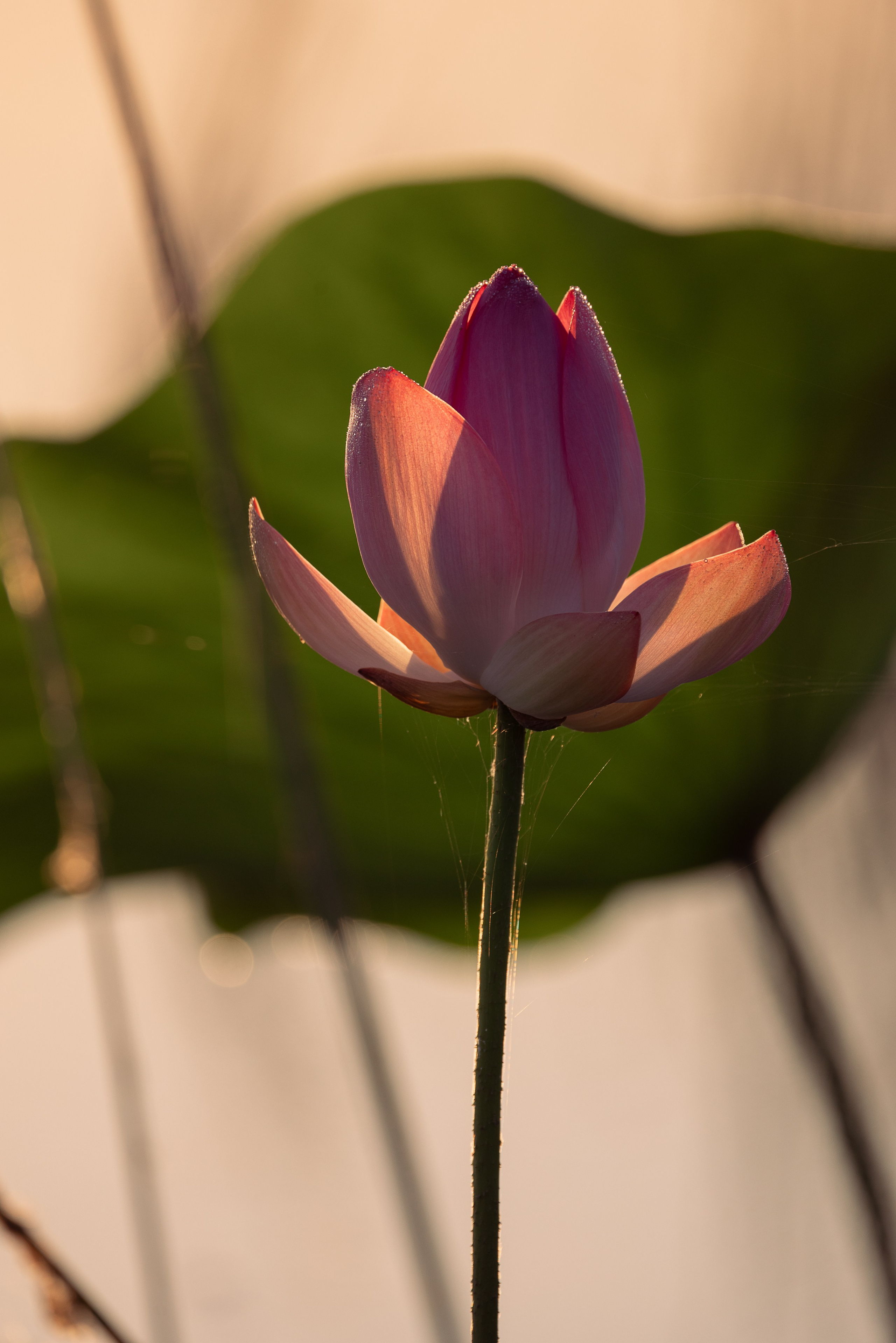 Астраханская область 2025 | Фотограф Дмитрий Купрацевич. Дмитрий Купрацевич профессиональный пейзажный и travel-фотограф