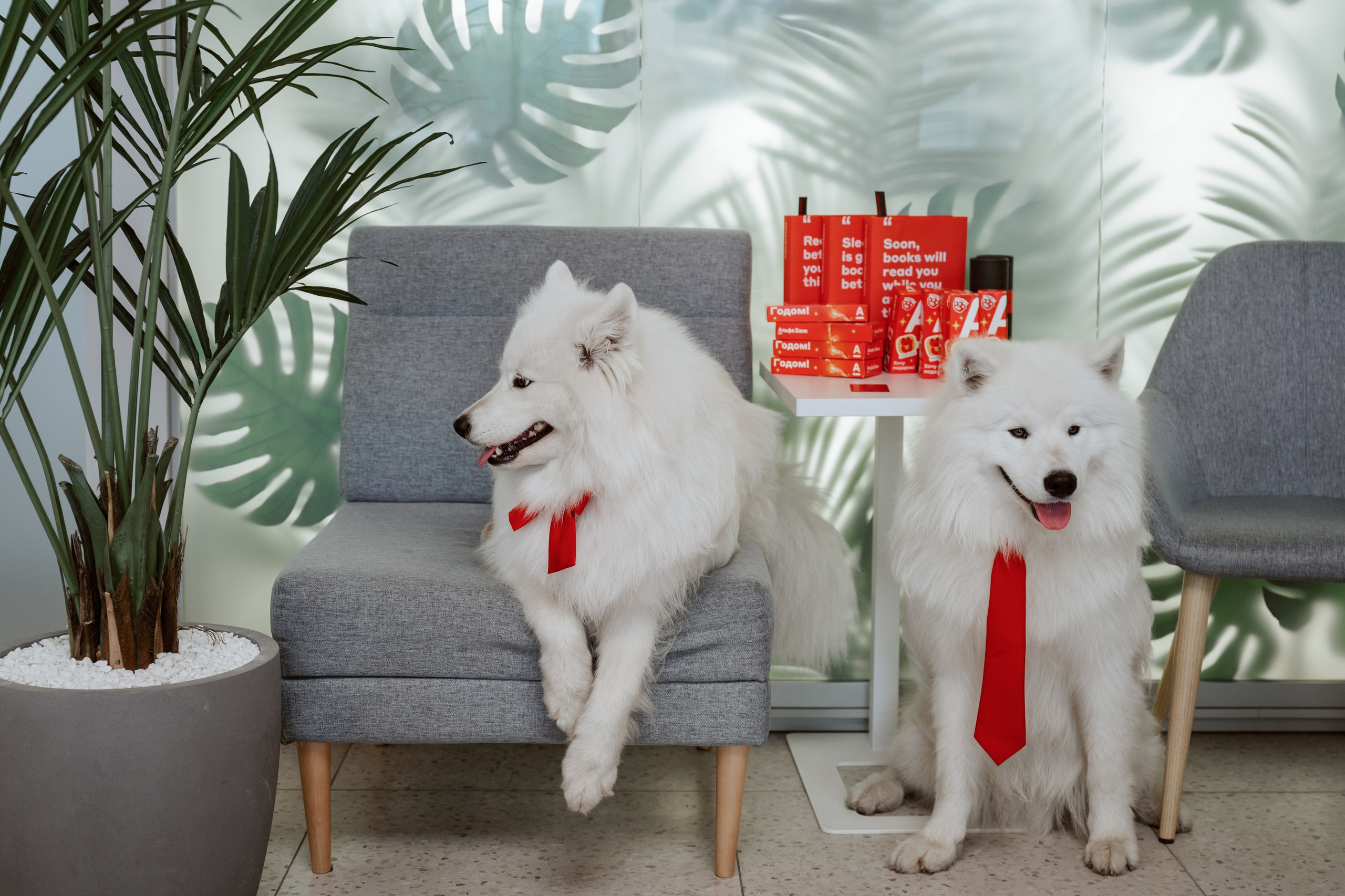 Альфа банк Карла Маркса 5. Фотограф Кристина Тумаева. Самоед Новосибирск