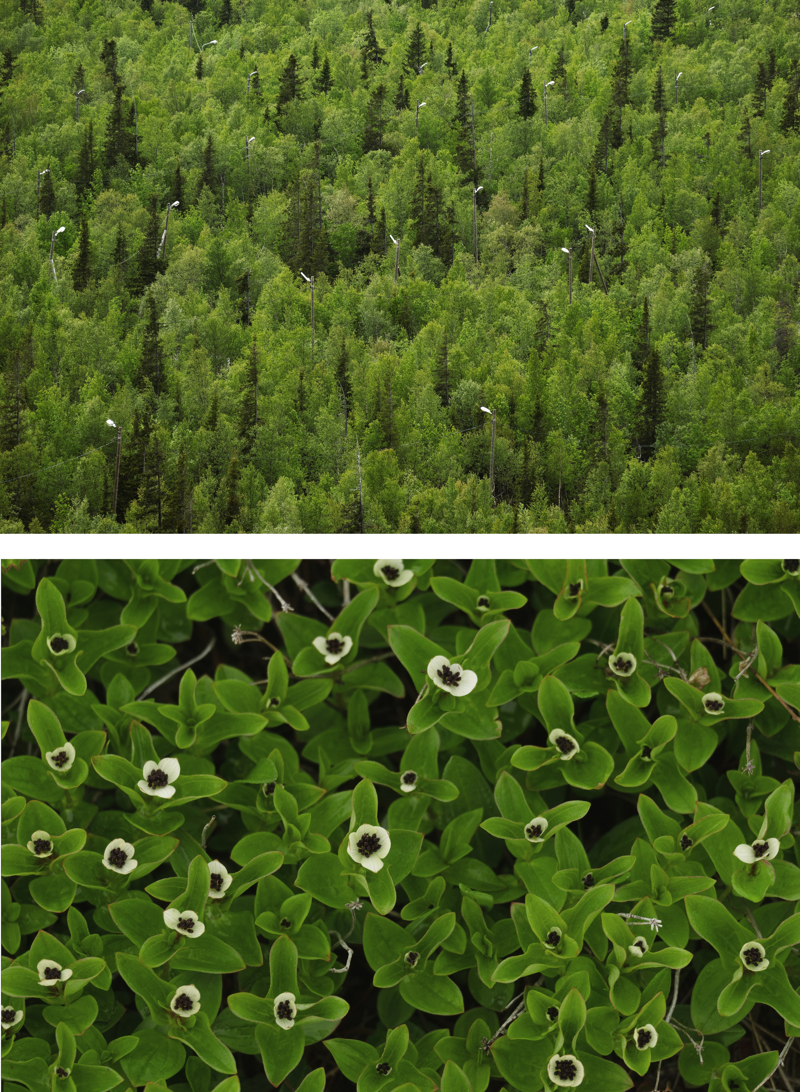 Parallels. Irina Borodina