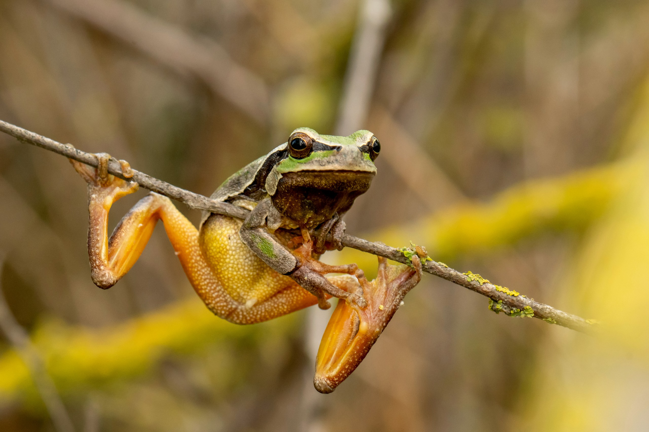 Пейзажный фотограф, Фотографии дикой природы. Foto-Zuev фотография как искусство