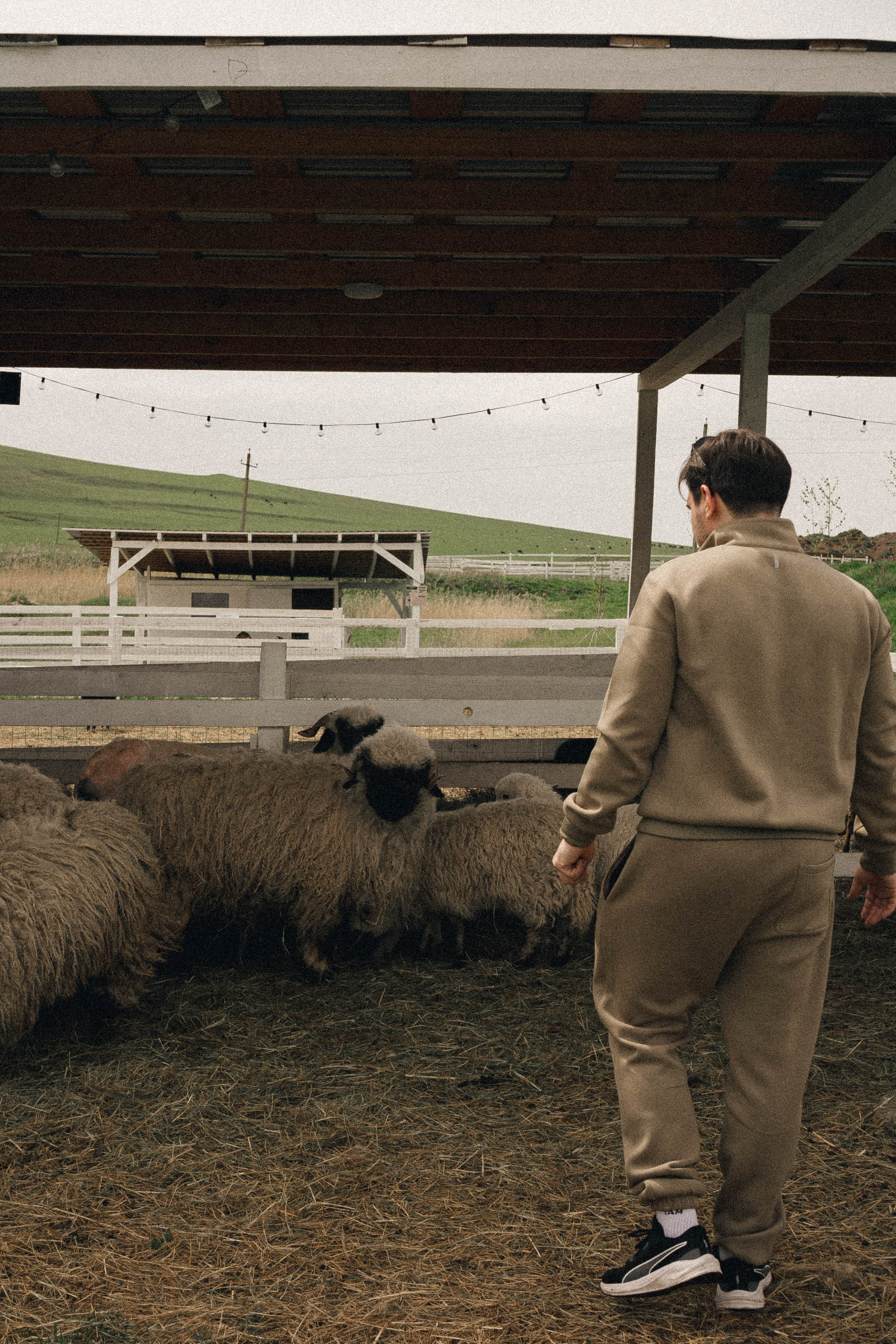 Ферма Альпак. Профессиональный фотограф, Санкт-Петербург — Виктория Богомолова