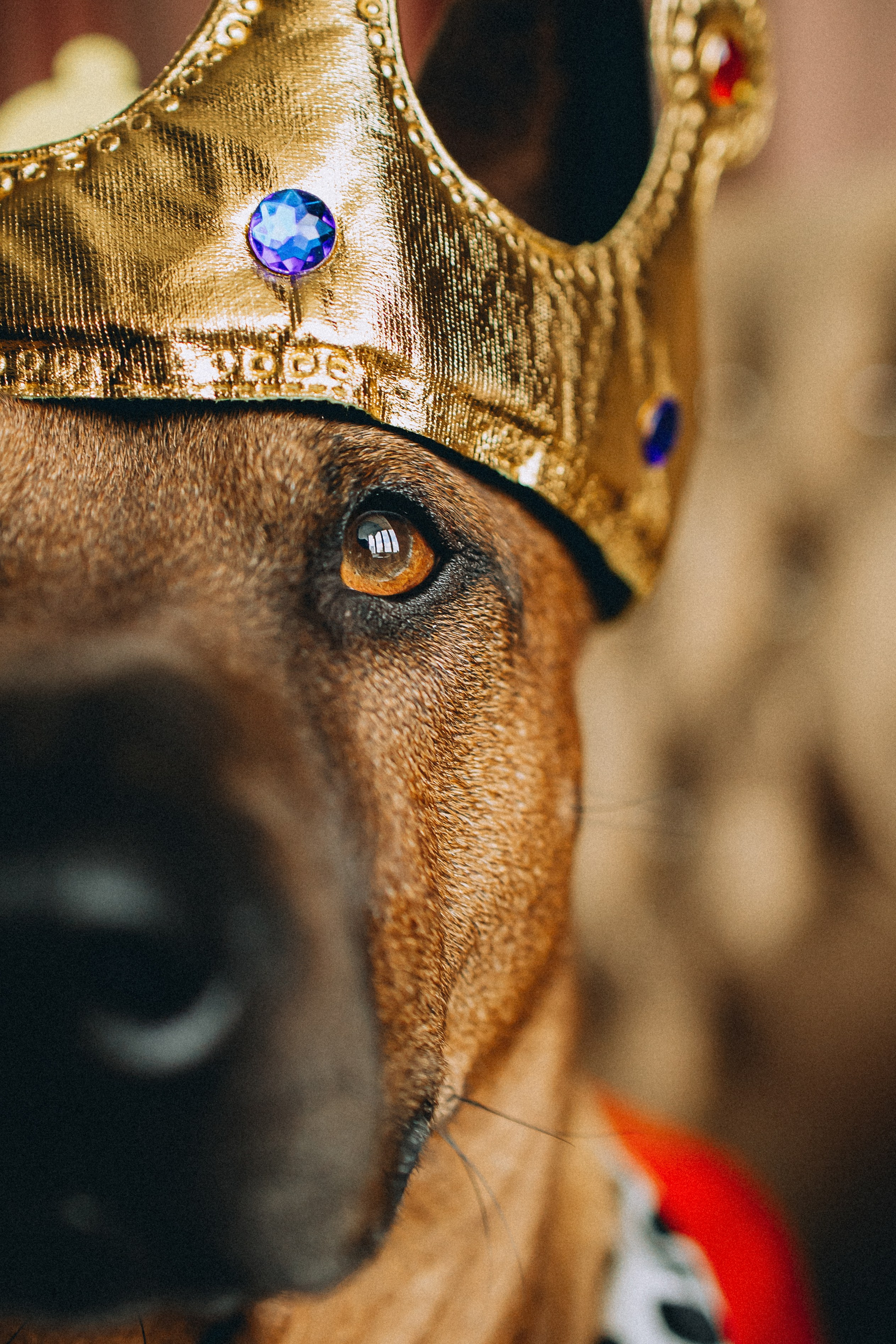 Оксана и Зевс