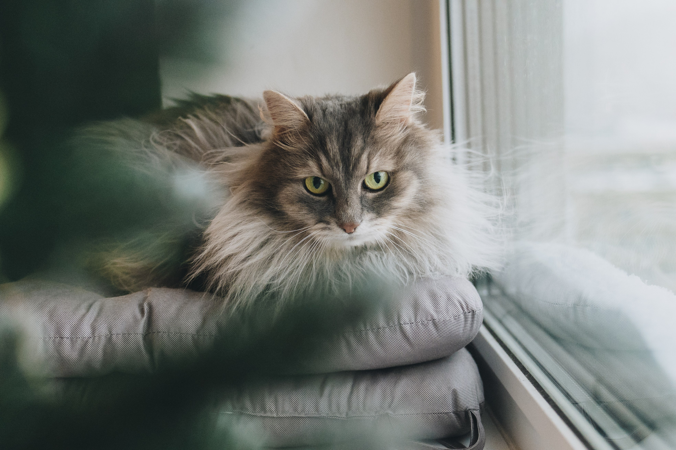 Vika & Kot. Natalia Finch Photography — Family, Kids & Pet Photographer in Chicago, IL