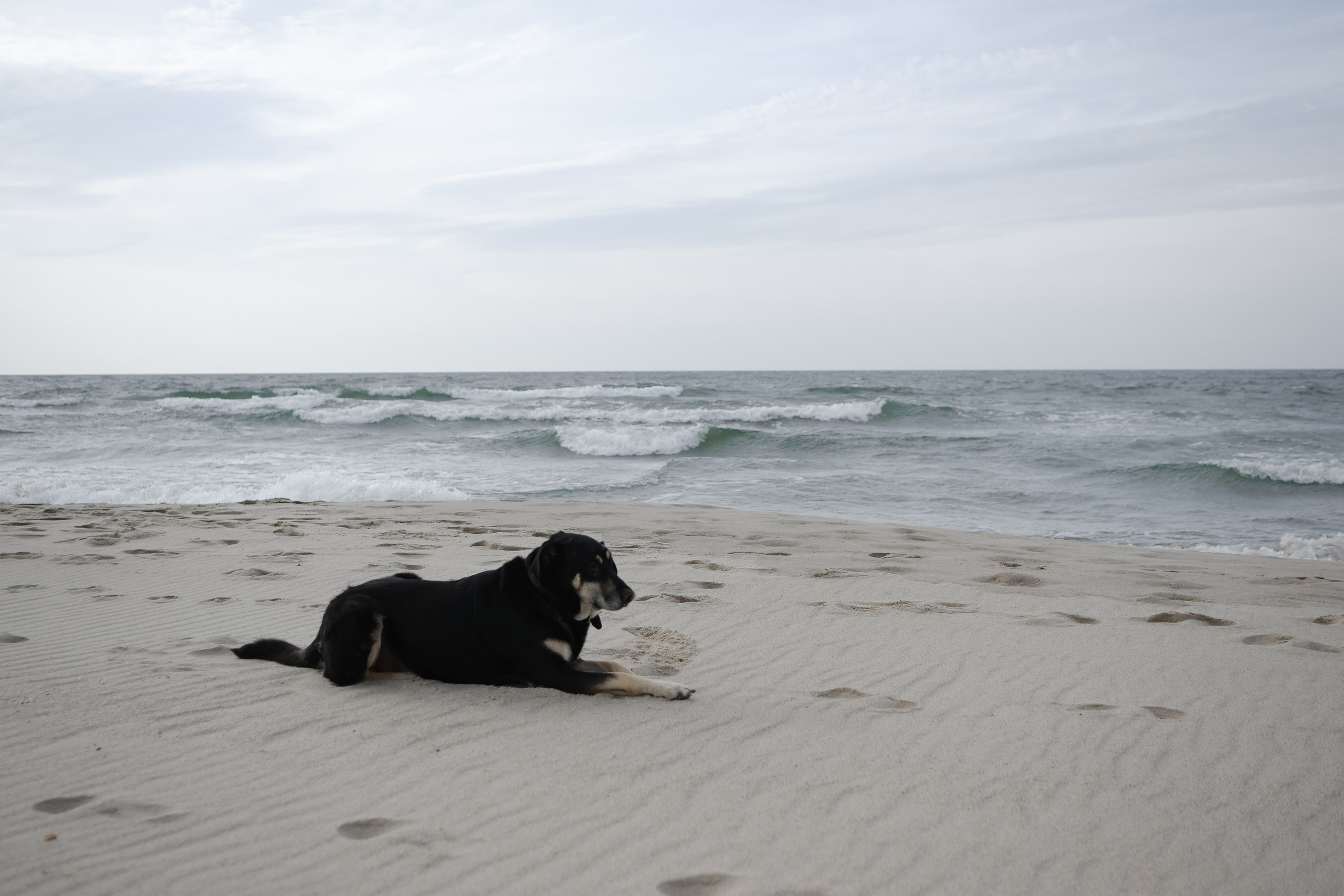 Мечта о Балтийской косе…и собаке. Съемка для Ани. Фотограф в Москве (готова приехать к вам в город)