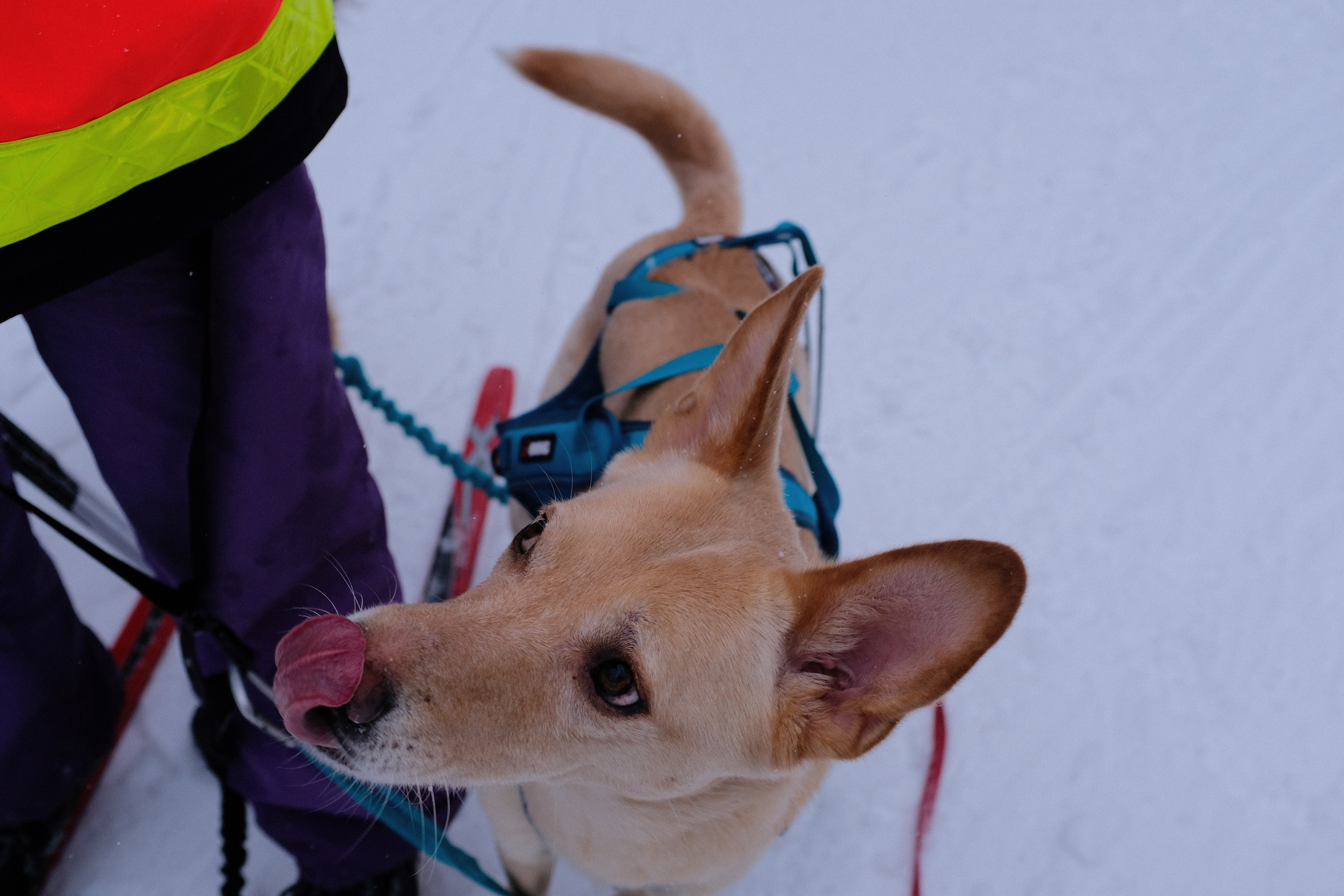 Рик, Листик и их Катя. Дмитрий Бречалов