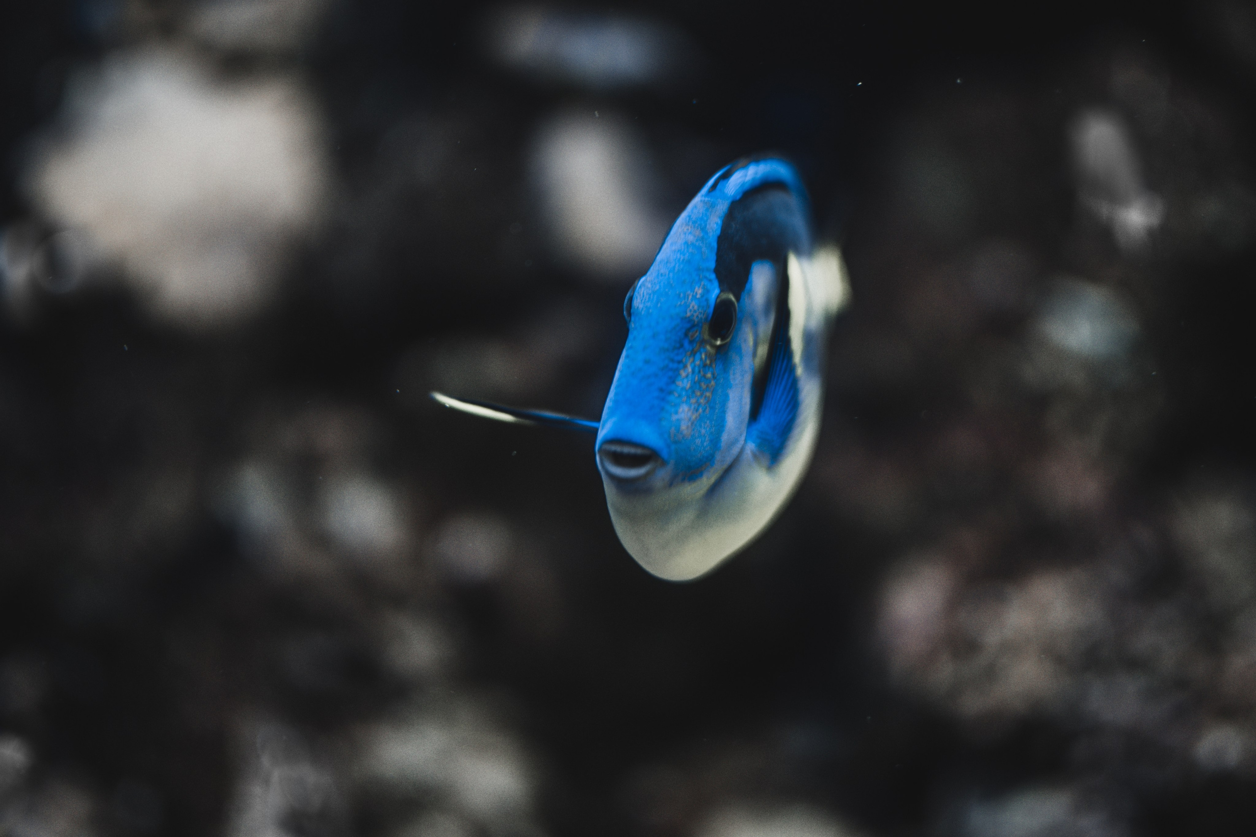 океанариум, andreyzaitsev.ru Кемерово фотограф