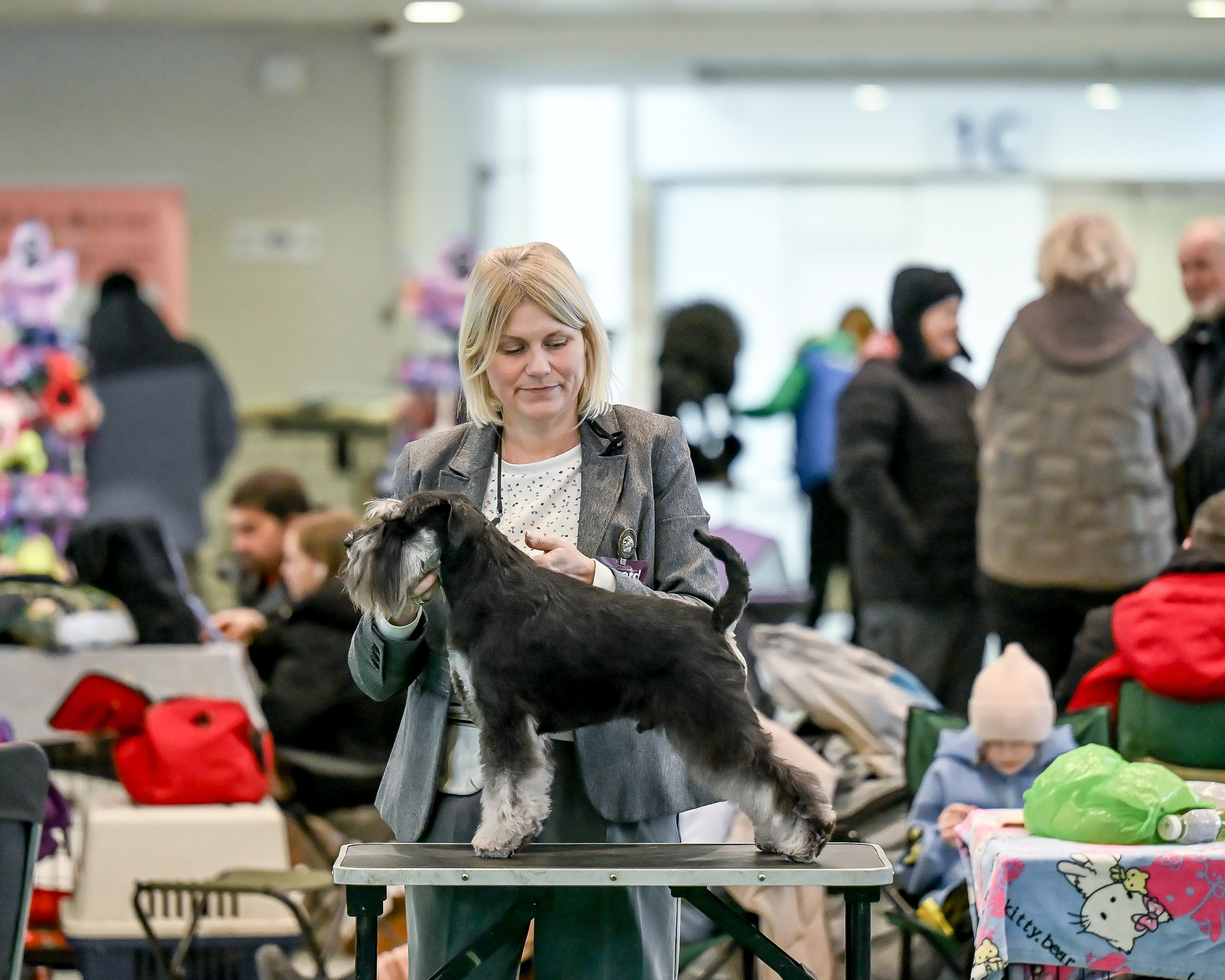 Цафир/ Delinso Balance Сzafir Lumier. Питомник цвергшнауцеров в Беларуси «Делинсо Бэлэнс»