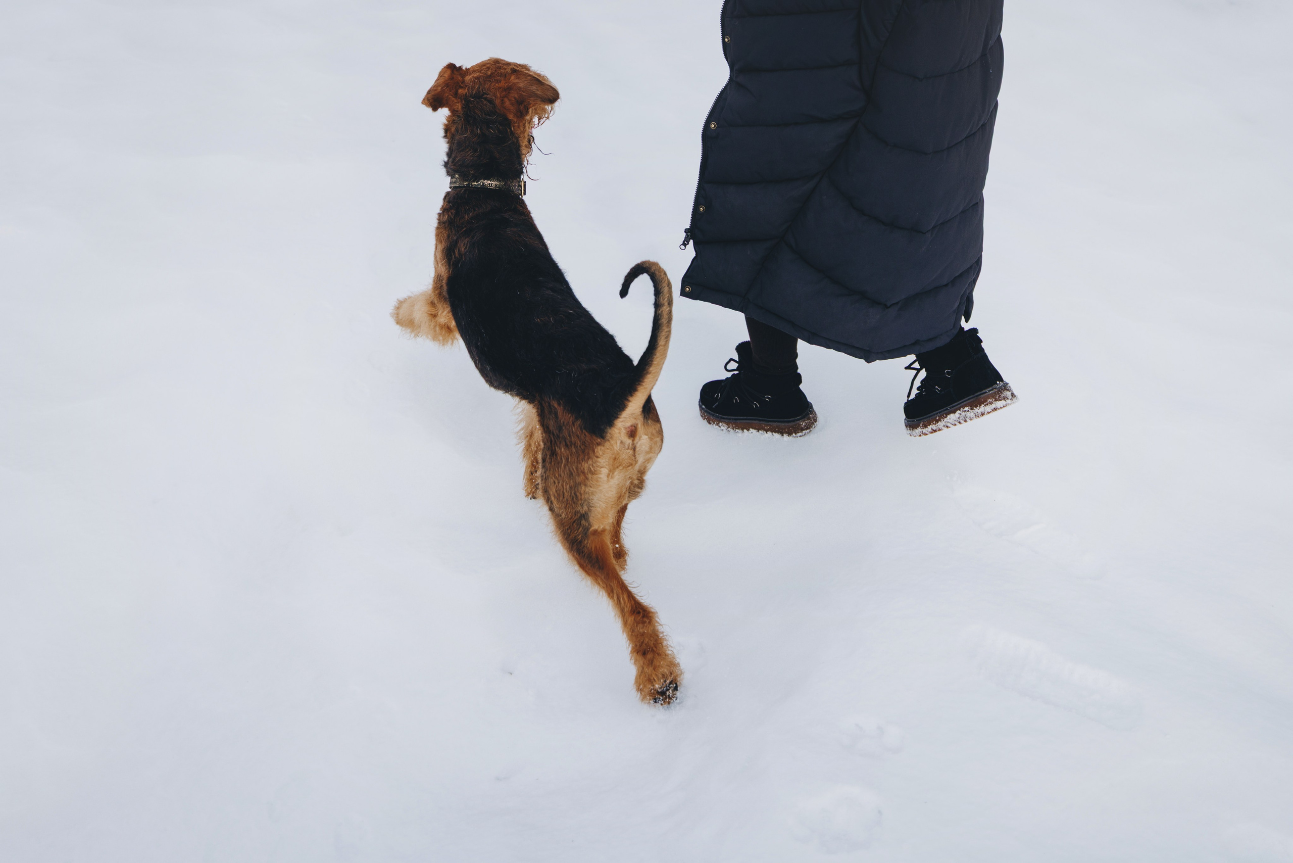 Оля и Хард. Фотограф анималист Осипчикова Мария