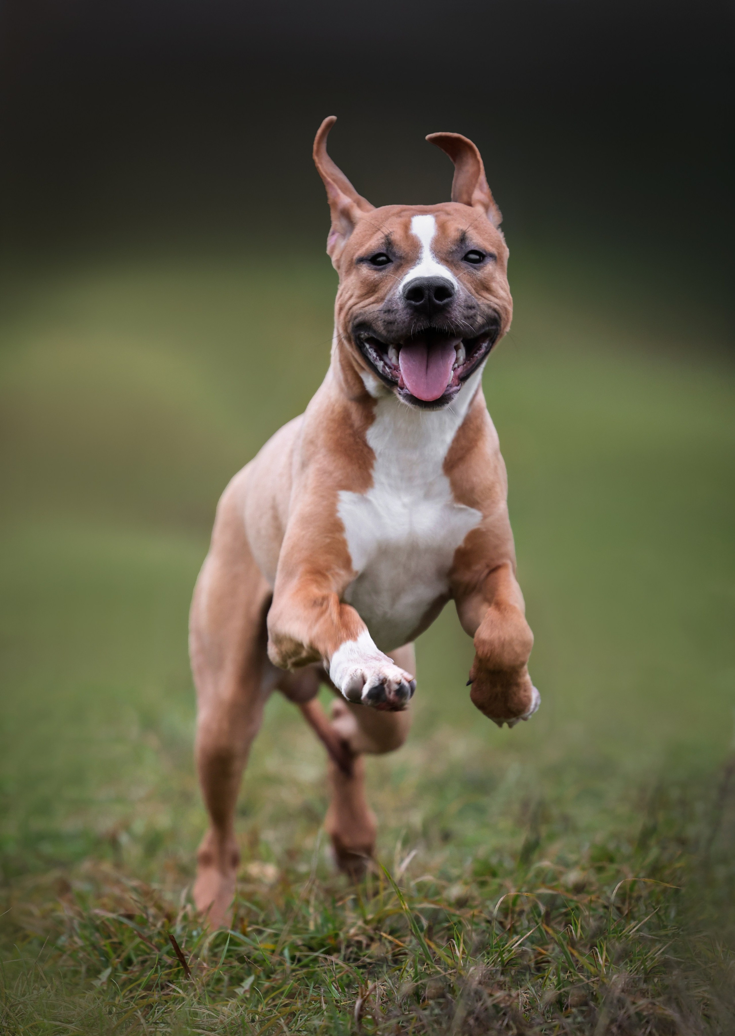 Анималистика. Репортаж. Индивидуальная съемка