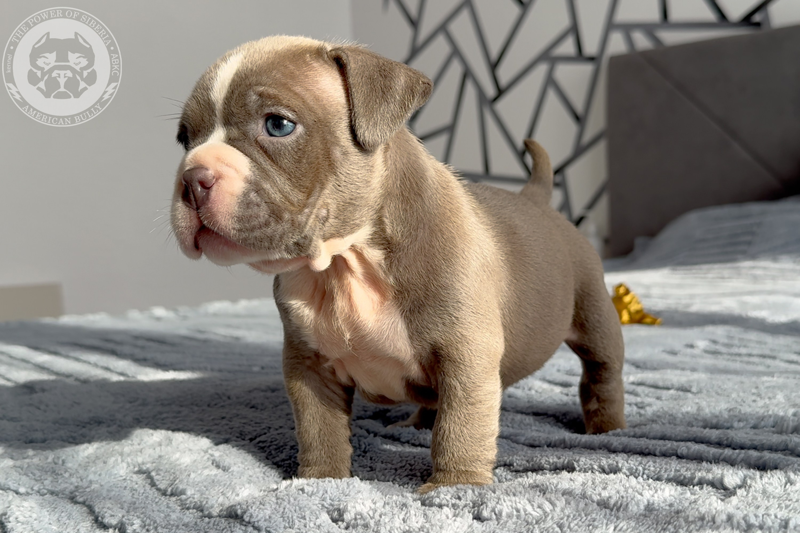 Свободные щенки Американский Булли стандарт и Свободные щенки Американский Булли классик. Американский Булли в г. Ростов-на-Дону. Питомник THE POWER OF SIBERIA