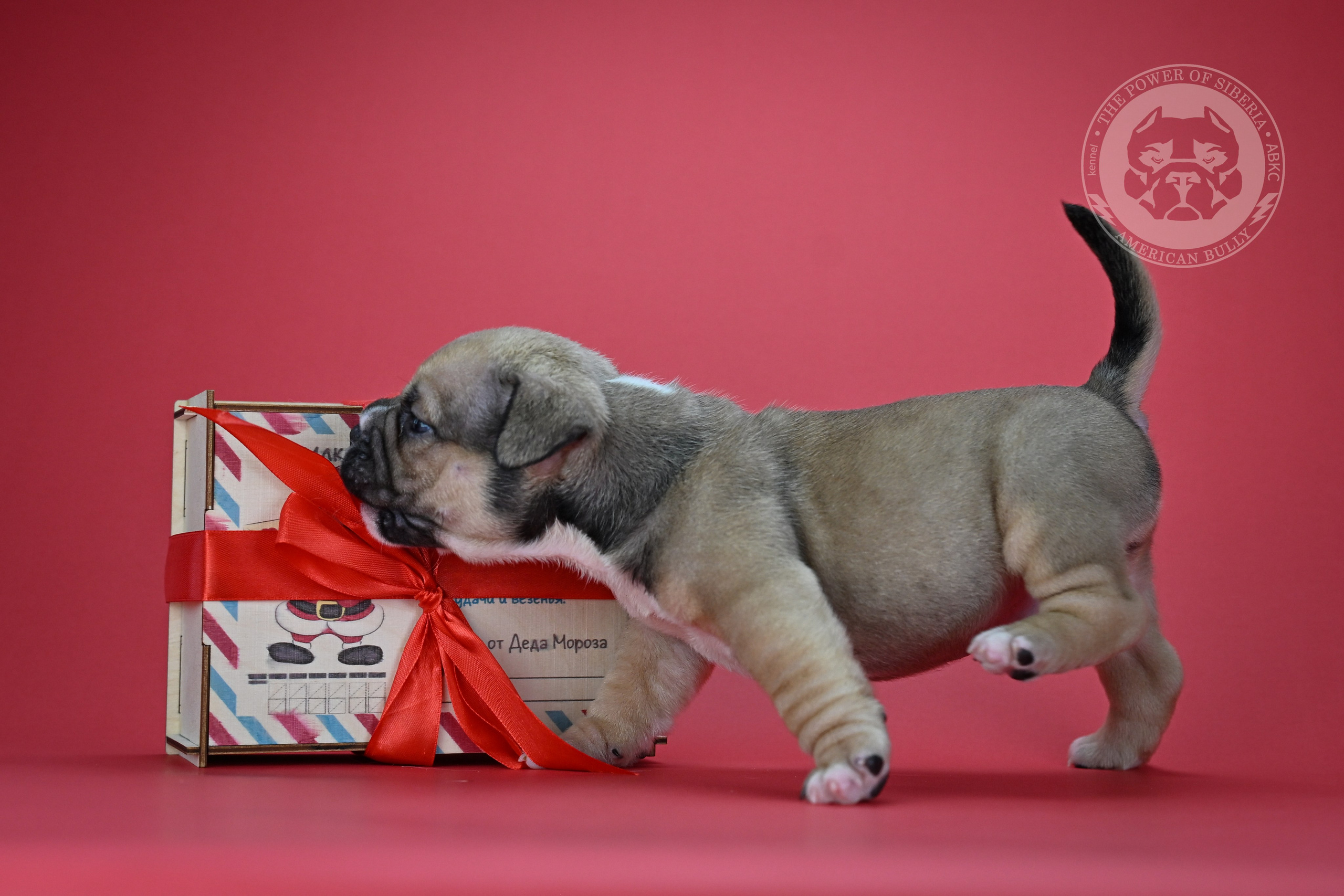 22.11.25 Тагира-Каспер. Американский Булли в г. Ростов-на-Дону. Питомник THE POWER OF SIBERIA