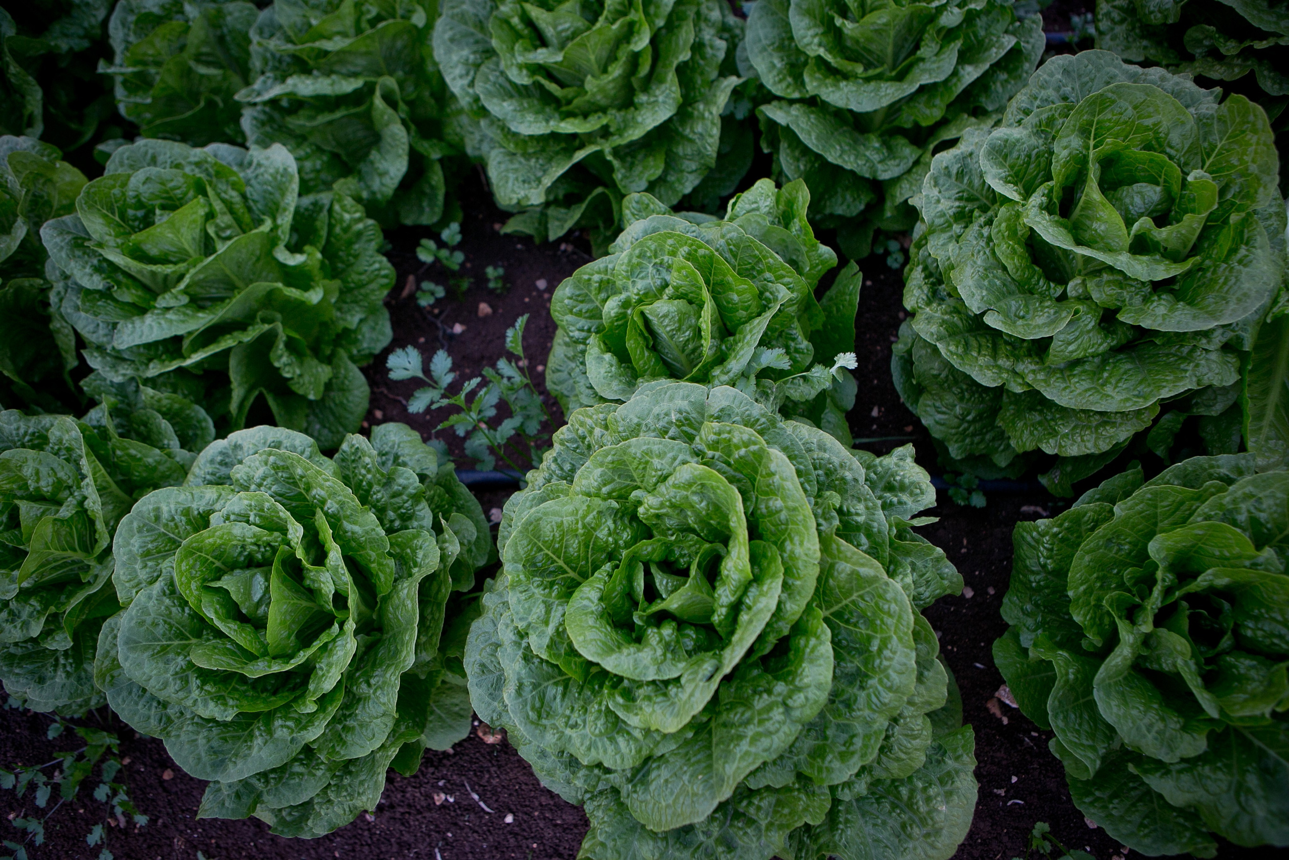 Фотосессия беременности. Семейный, детский, newborn фотограф Москва,Московская обл Алла Риэр