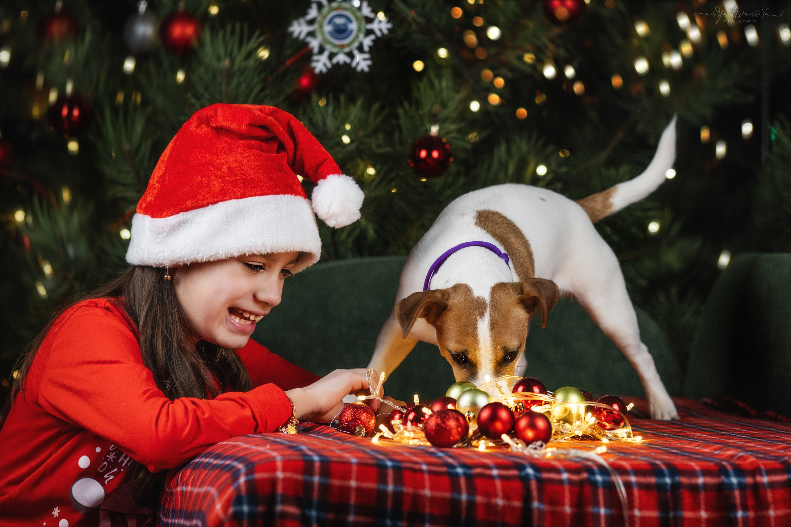 Новогодняя атмосфера в «Simply the Best». Фотограф анималист Аня Ливанова | Рыбинск