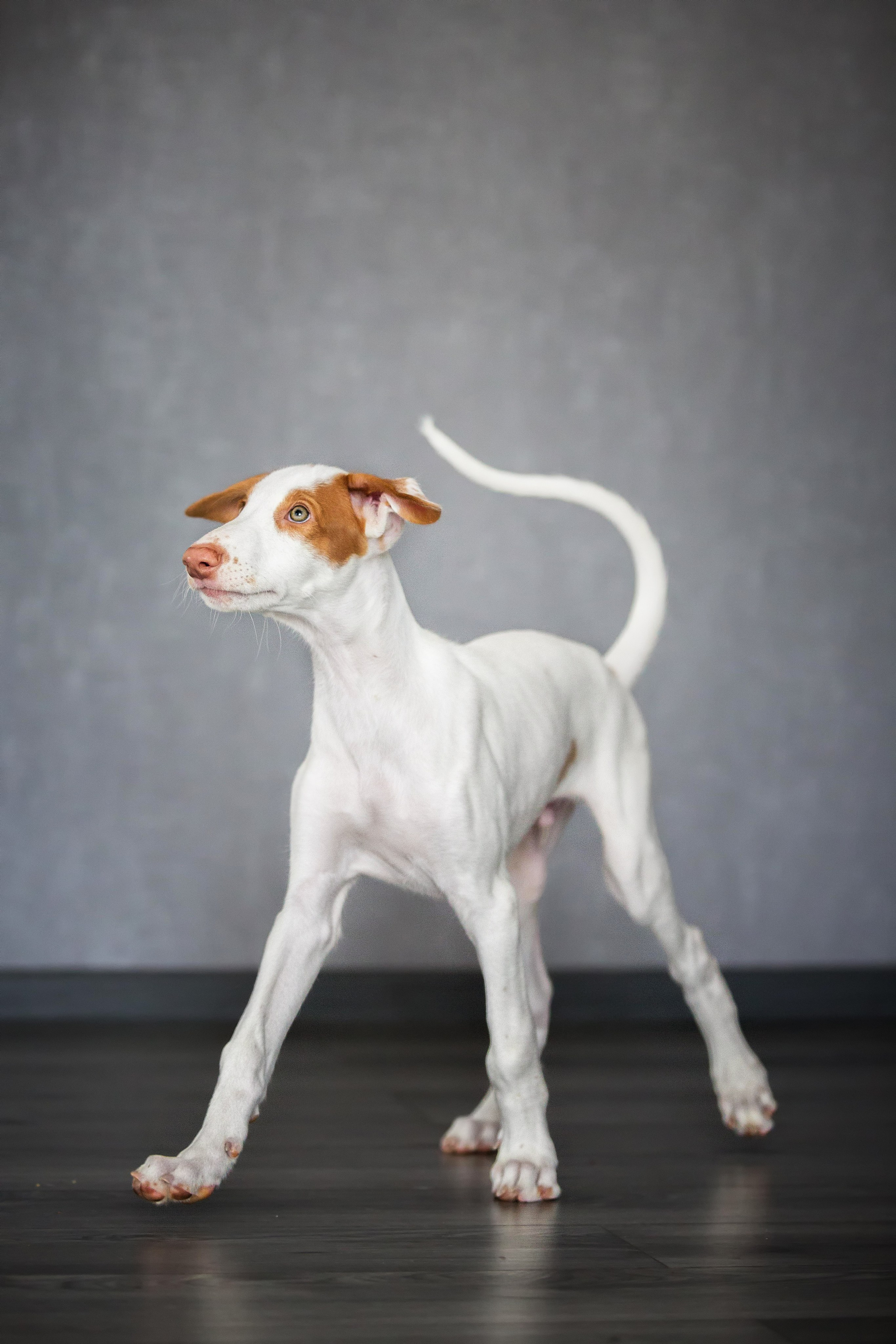 Поденко Ибиценко. Https://moshkovaphoto.ru/