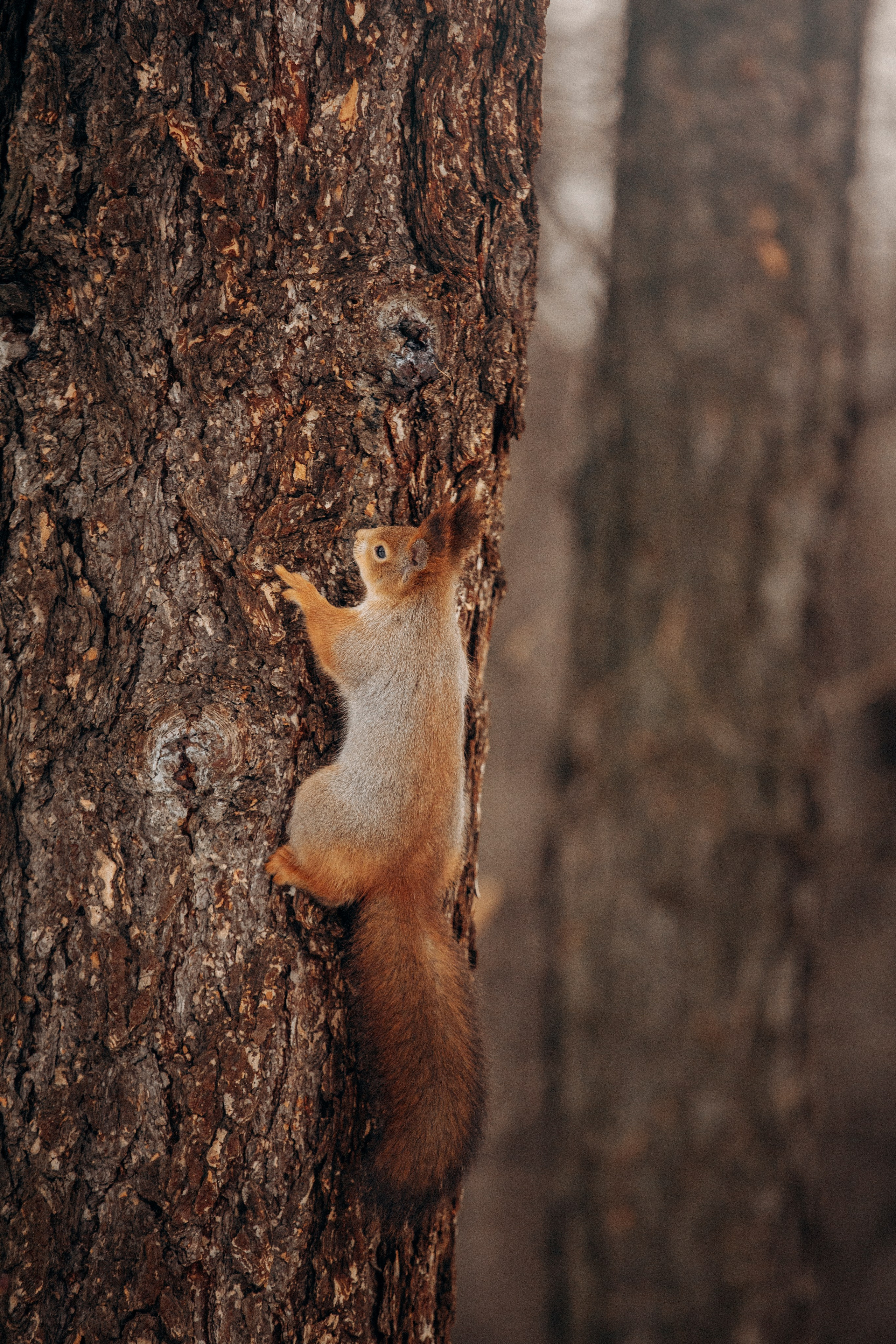 Дарья и Мики. Фотограф — Анималист | Санкт-Петербург