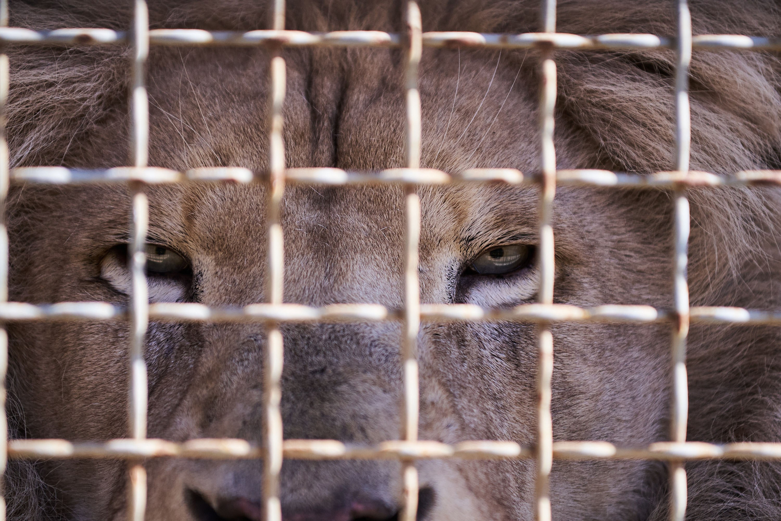 Зоопарк Иваново. Фотограф в Иваново: Каталожная съемка одежды и постельного белья, Wildberries