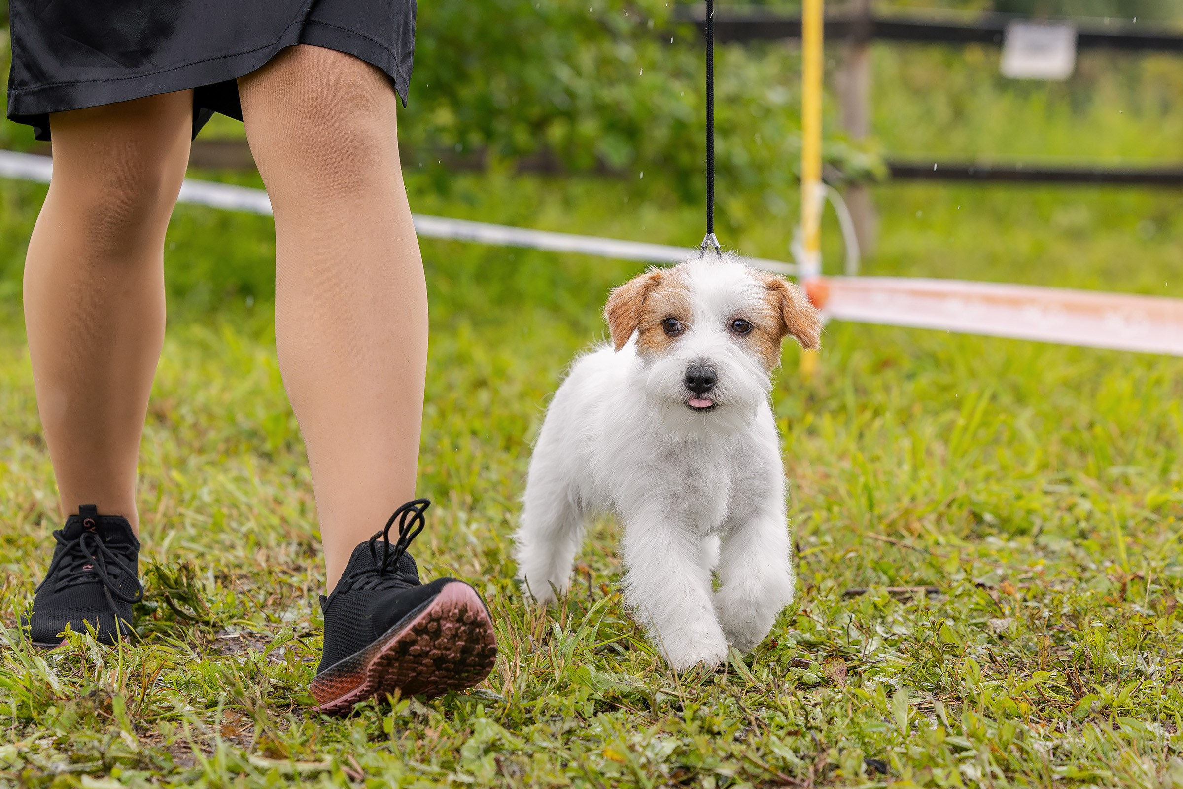 28 июня 2025, Выставка РКФ, г. Кунгур. Htykk_photo