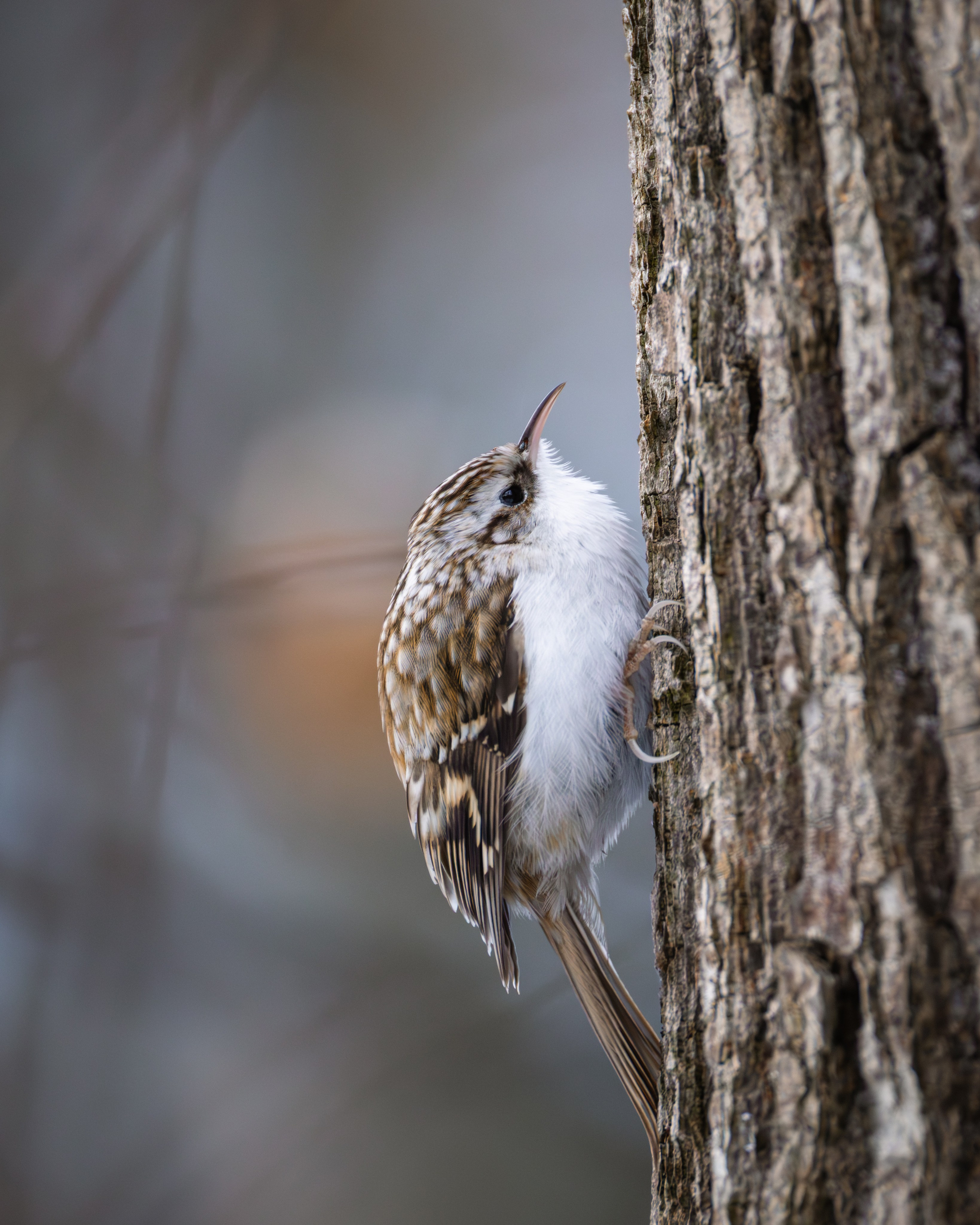 Voronezh 2026. Anton Chernov | Wildlife photographer