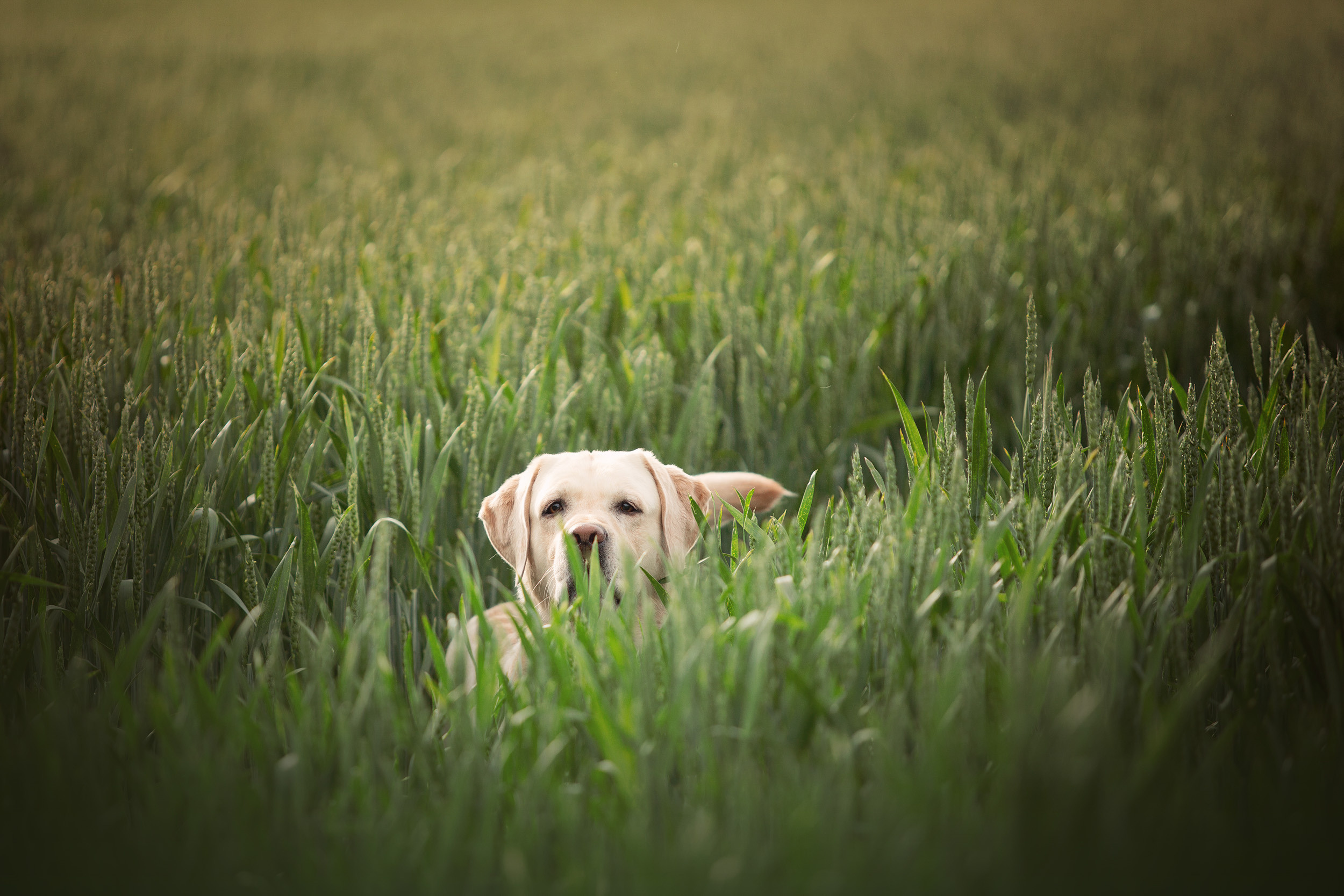 Нина, Юра и Марли. Фотограф новорожденных Оксана Полевская