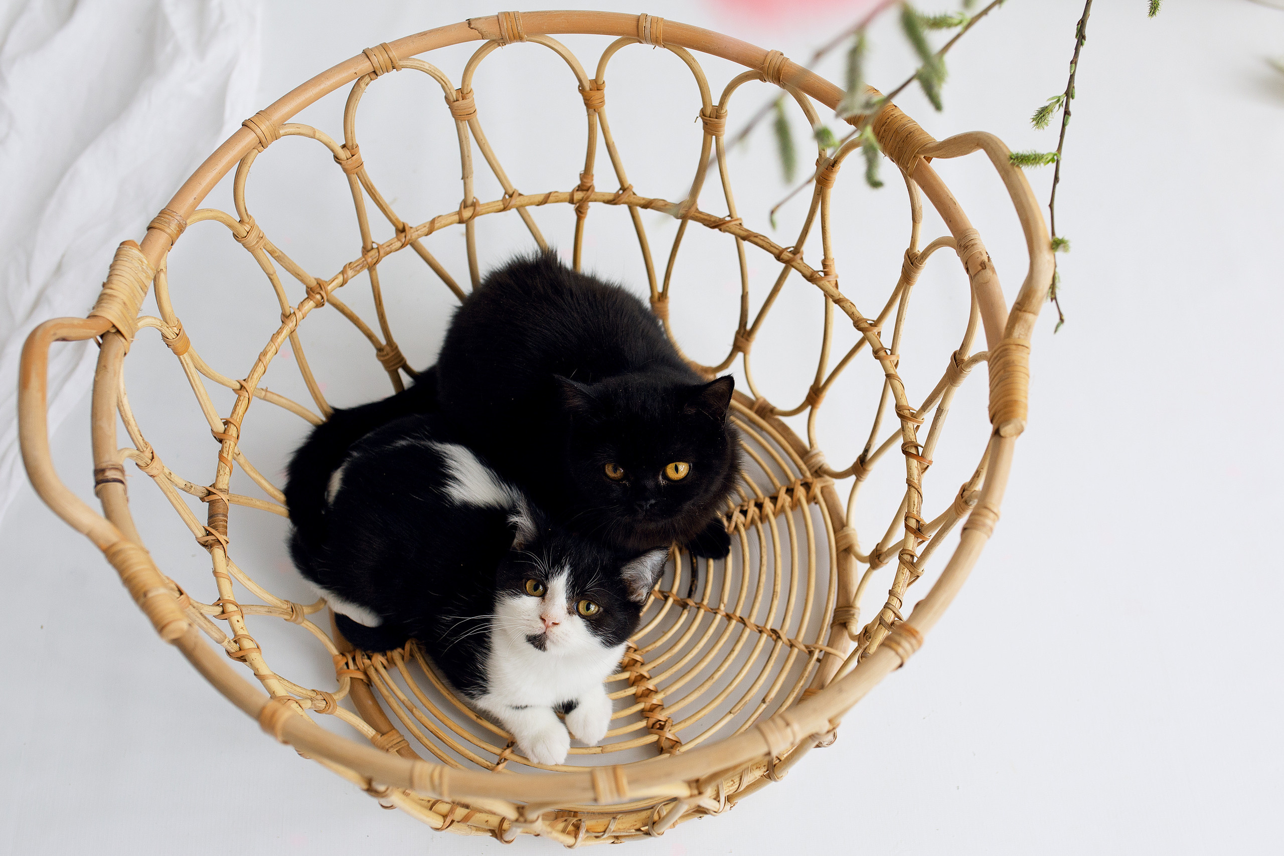 ОТЗЫВЫ. Фотограф новорожденных Оксана Полевская