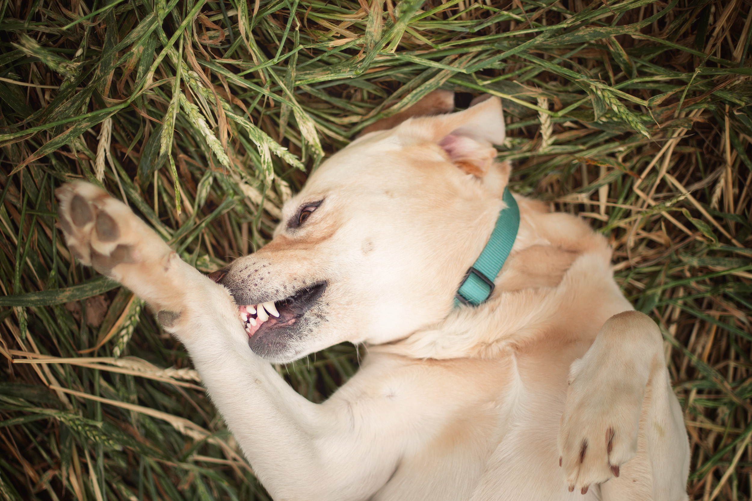 Нина, Юра и Марли. Фотограф новорожденных Оксана Полевская