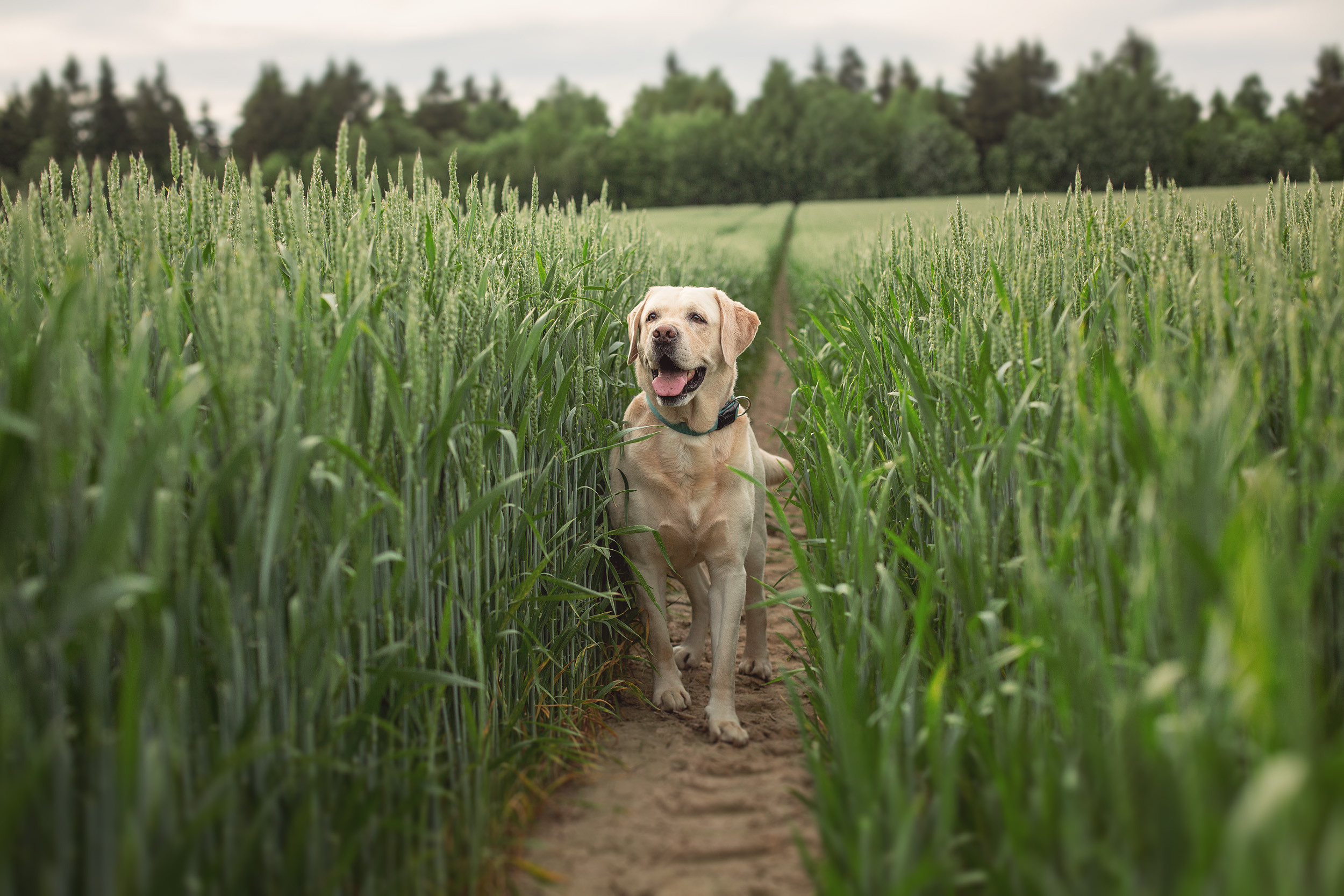 Нина, Юра и Марли. Фотограф новорожденных Оксана Полевская