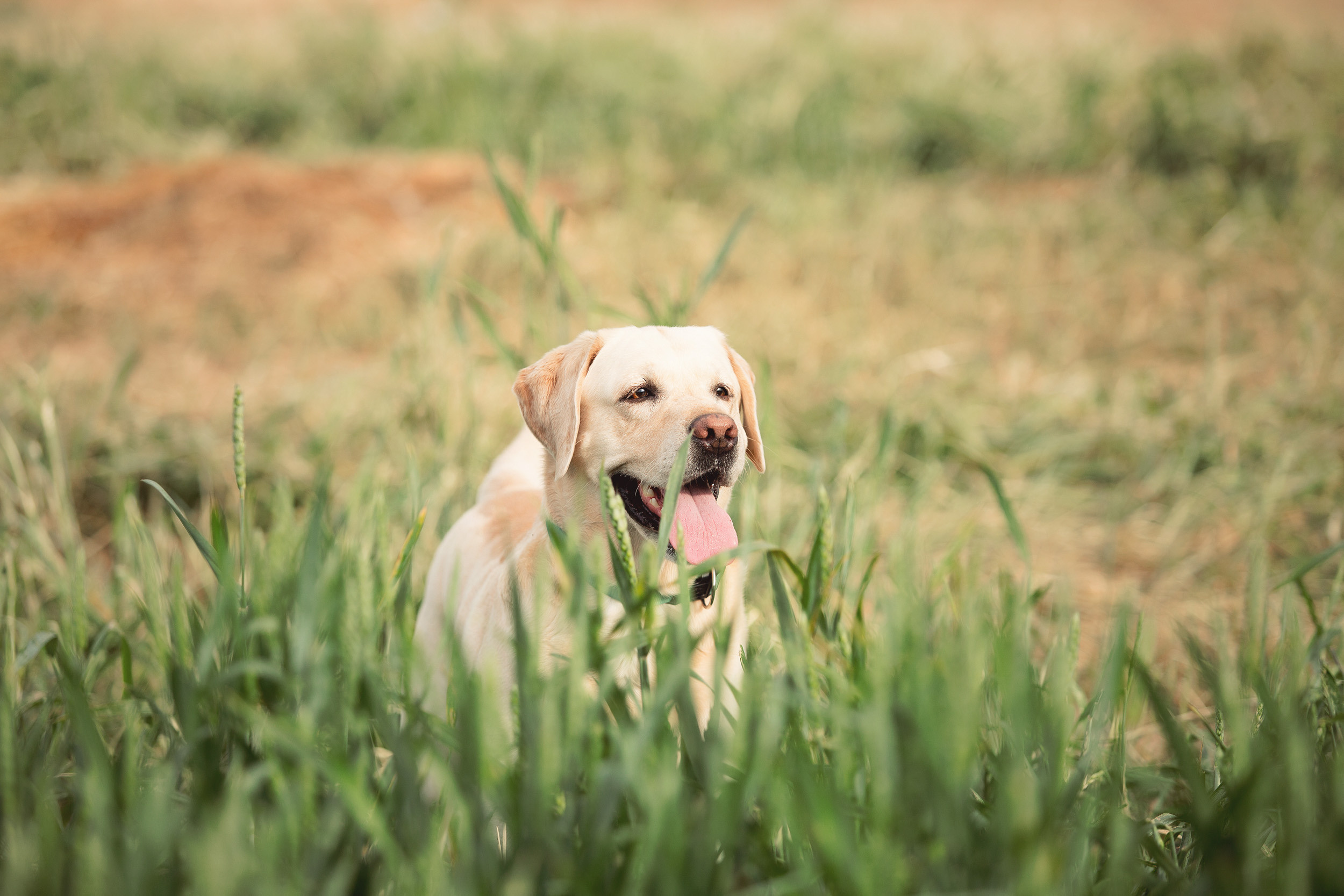 Нина, Юра и Марли. Фотограф новорожденных Оксана Полевская