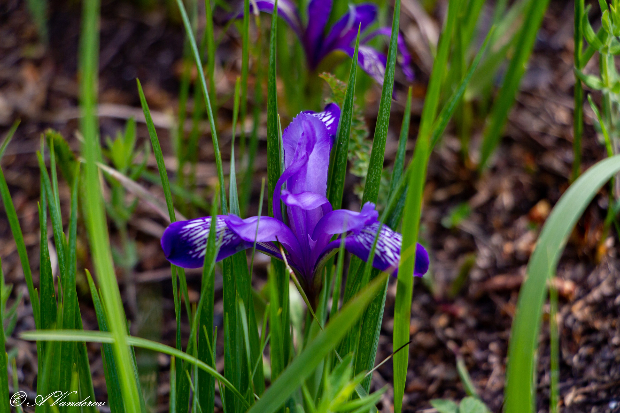 Красота природы. Фотограф Омск | Александр Вандеров